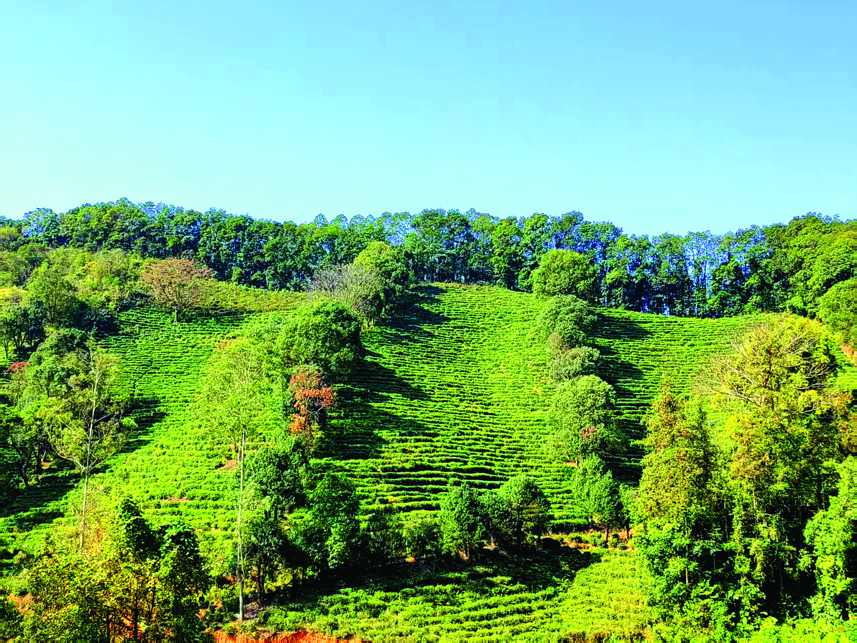     白马山村茶园。惠州日报记者凌保康 肖泓 摄