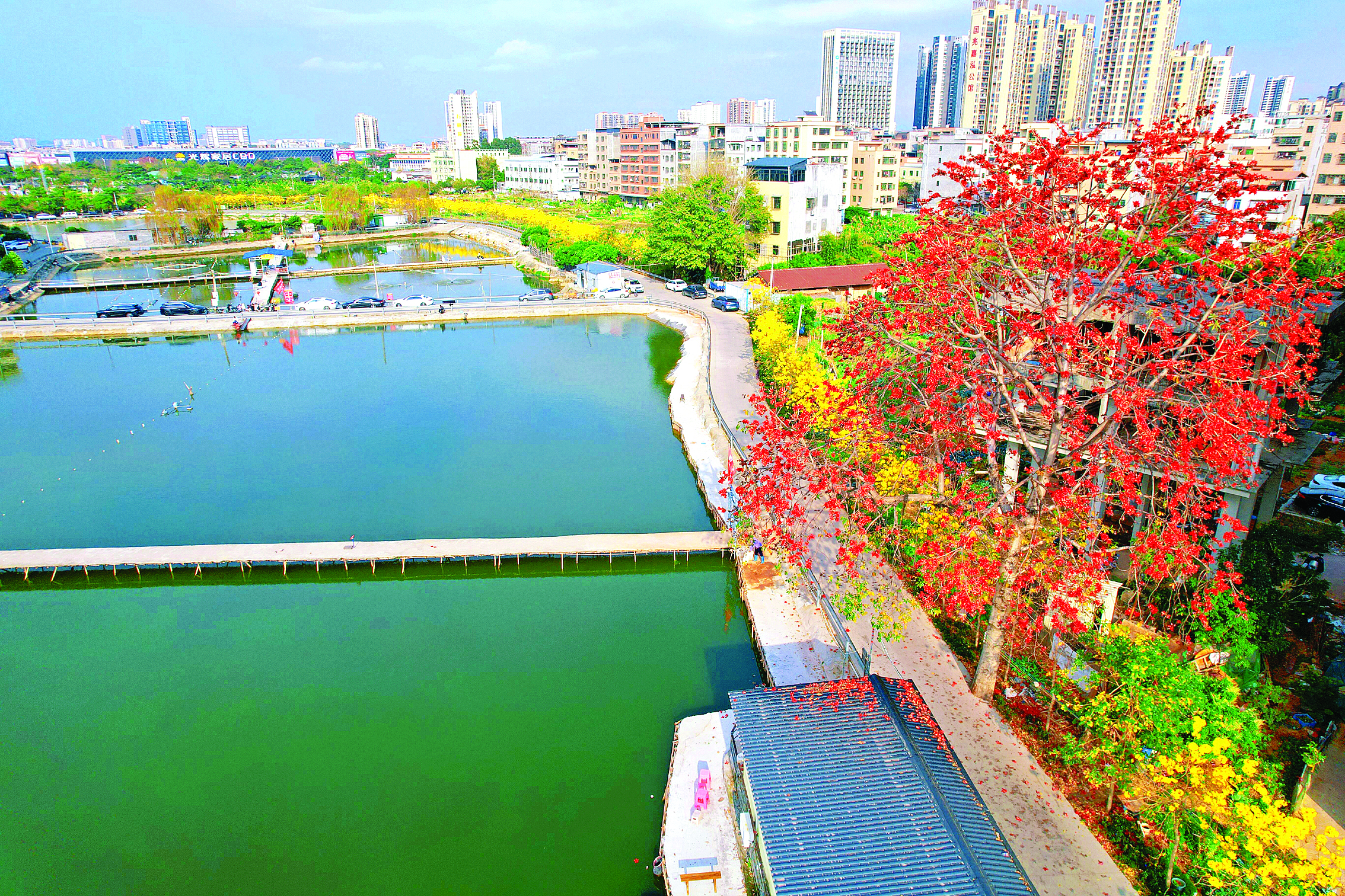     龙津村金黄色的黄花风铃木与鲜红的木棉花相映成趣。惠州日报记者谢菁菁 通讯员杨瑜珞 陈巧梅 摄