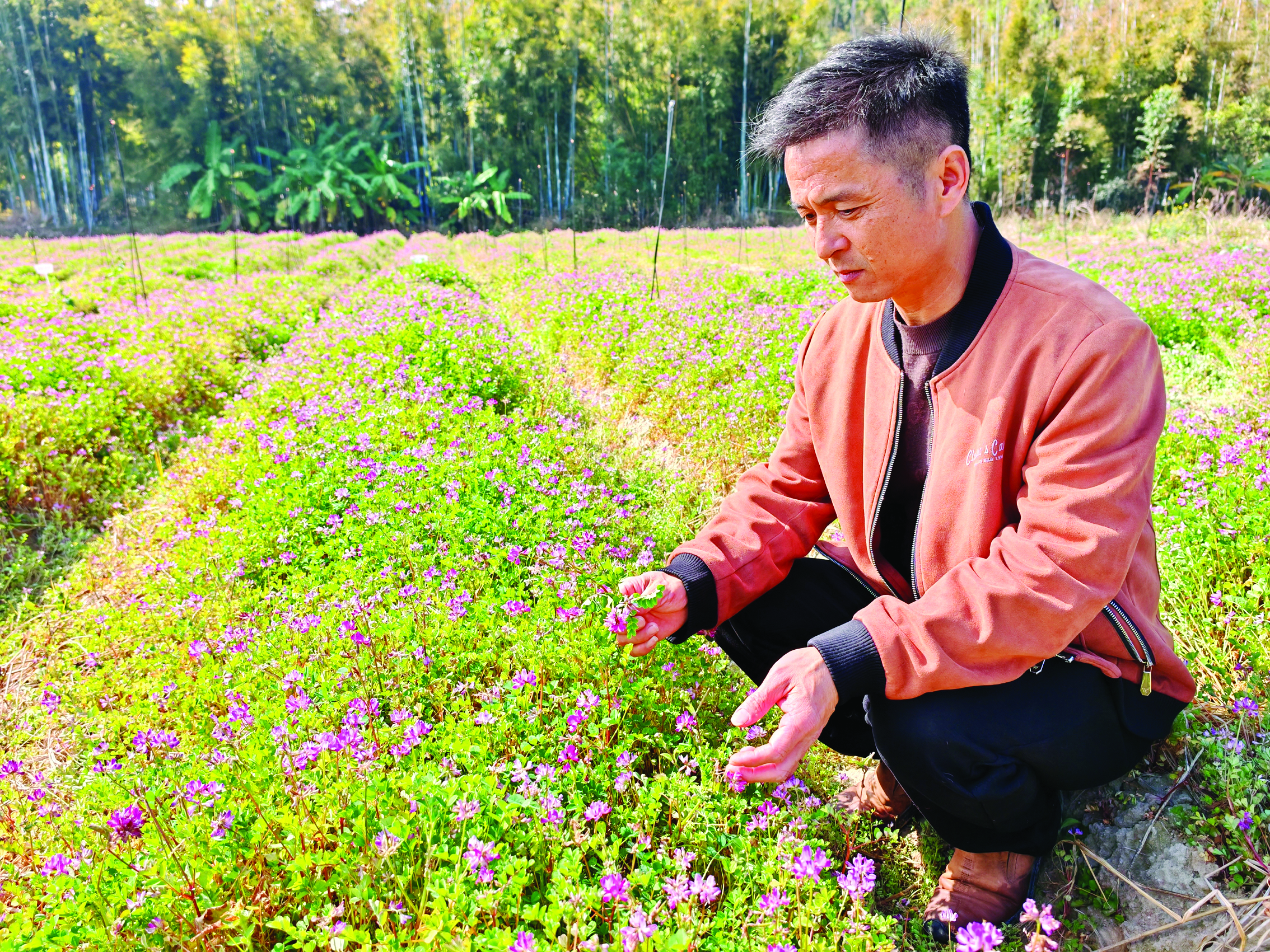     陈力文种植紫云英作为绿肥，让种粮更环保高效。