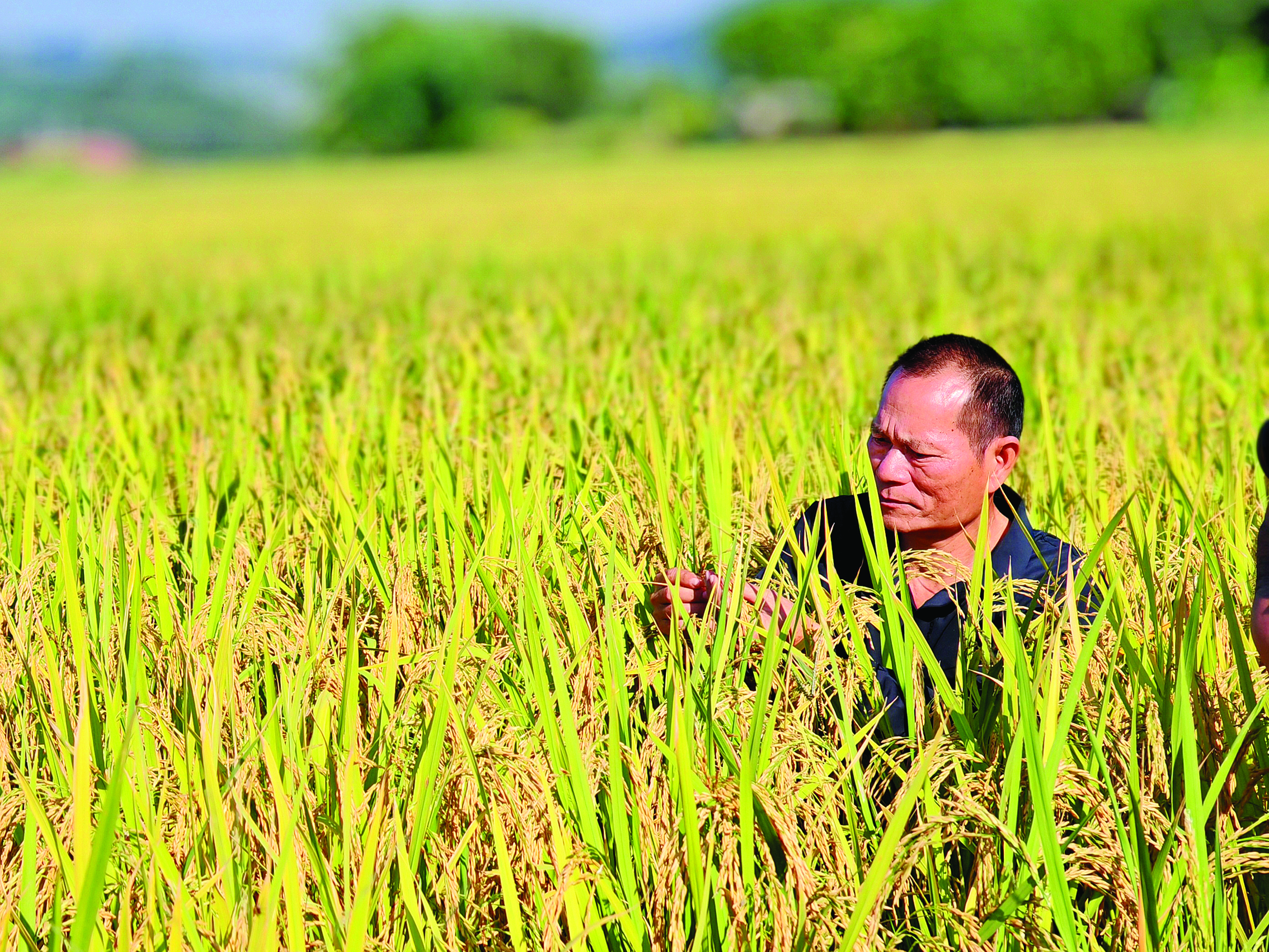     张玖存推广旱播技术，提升水稻产量。