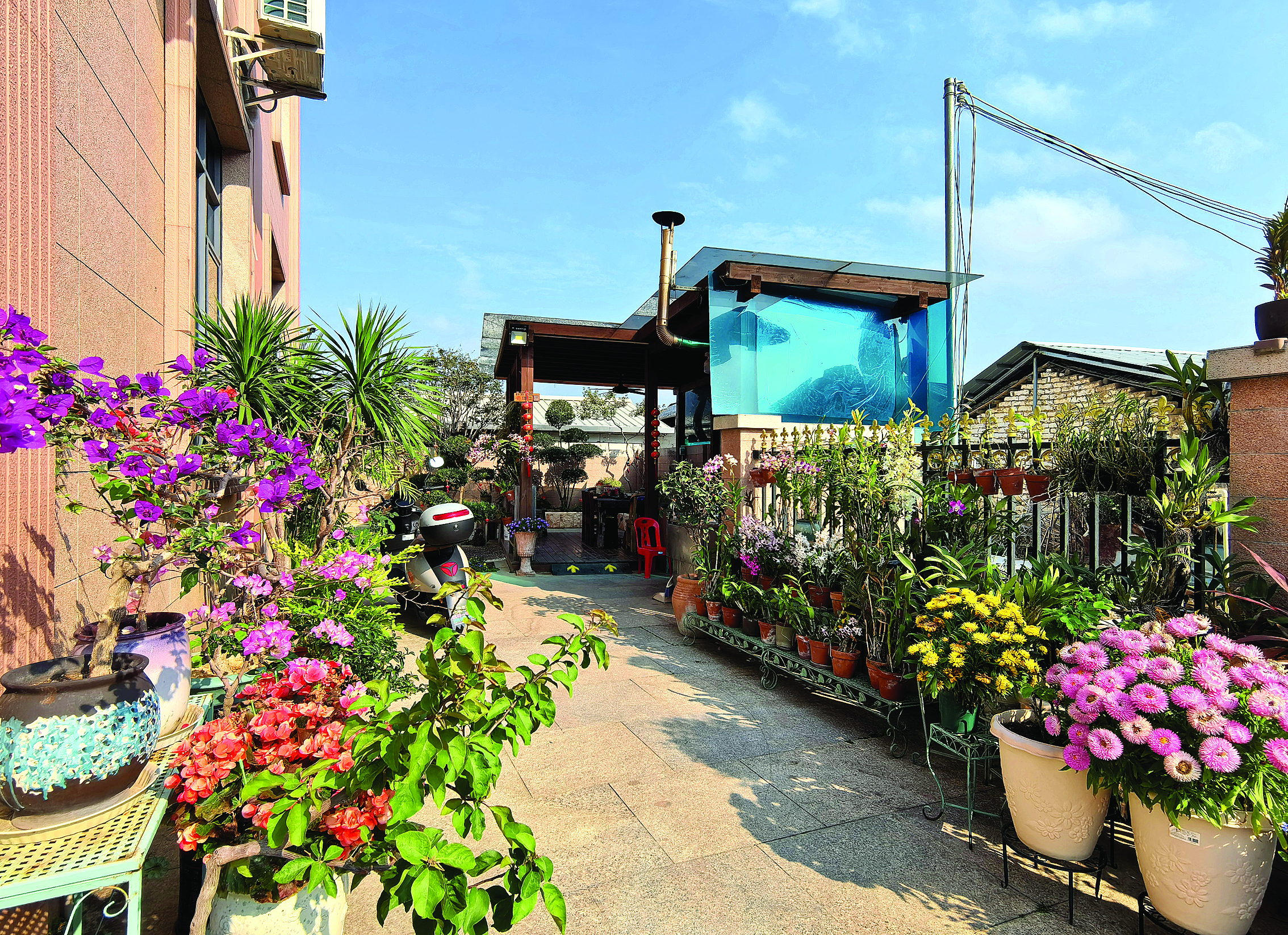     许碧云家的“美丽庭院”内花草错落有致。