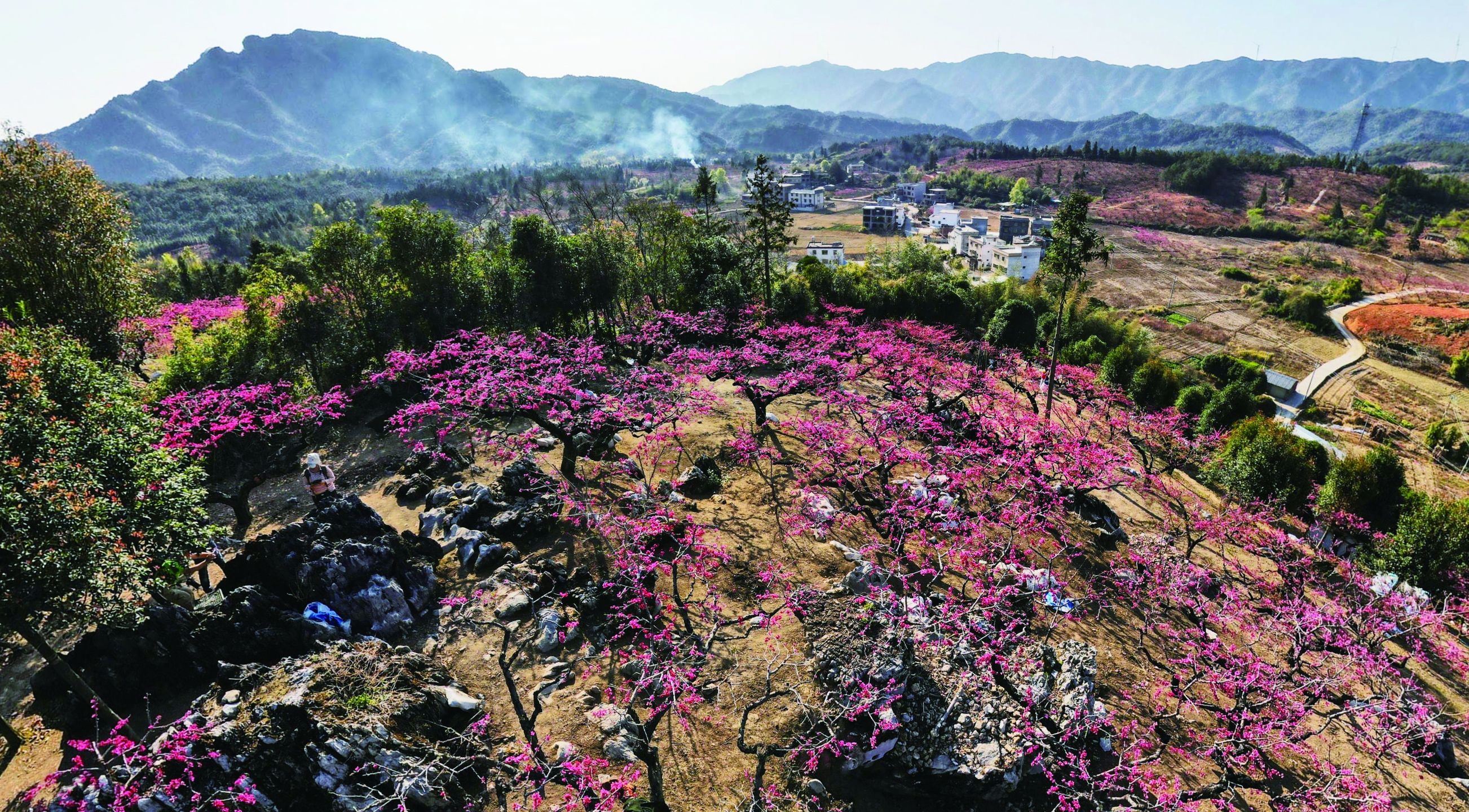     漫山遍野的桃花十分惊艳。