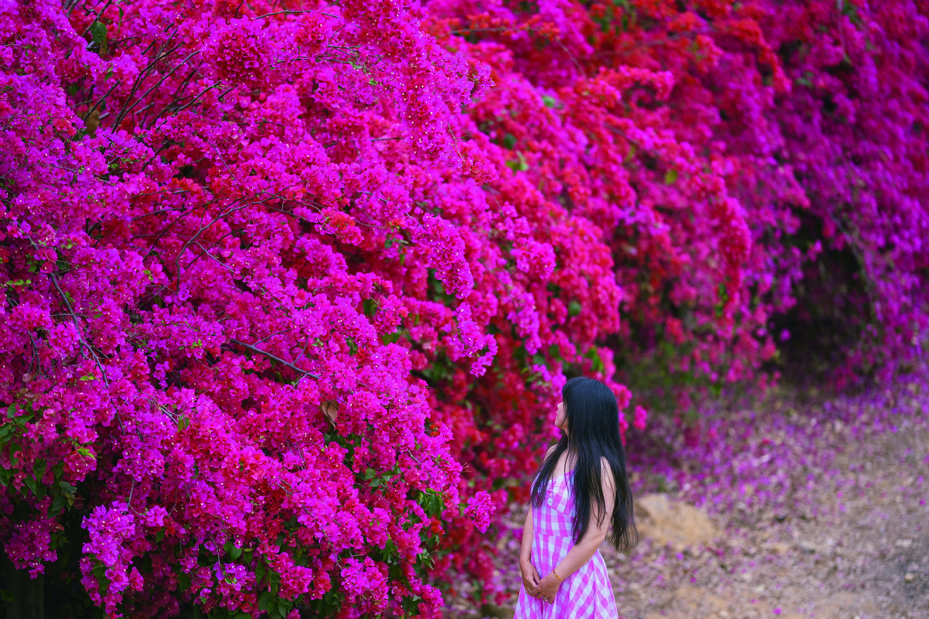     赴一场与春日的盛大邀约。