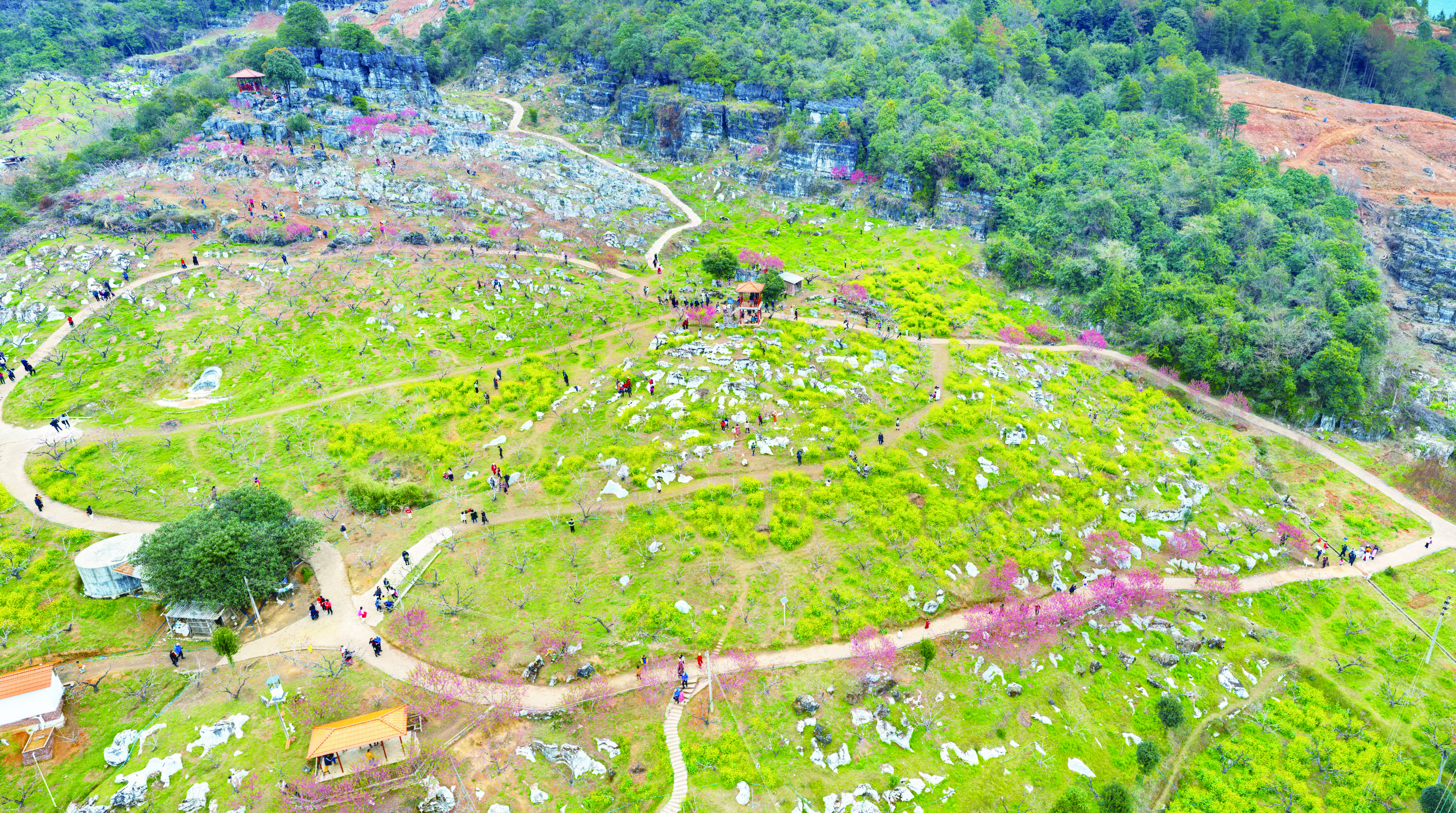     河源连平的万亩桃花正在盛放。
