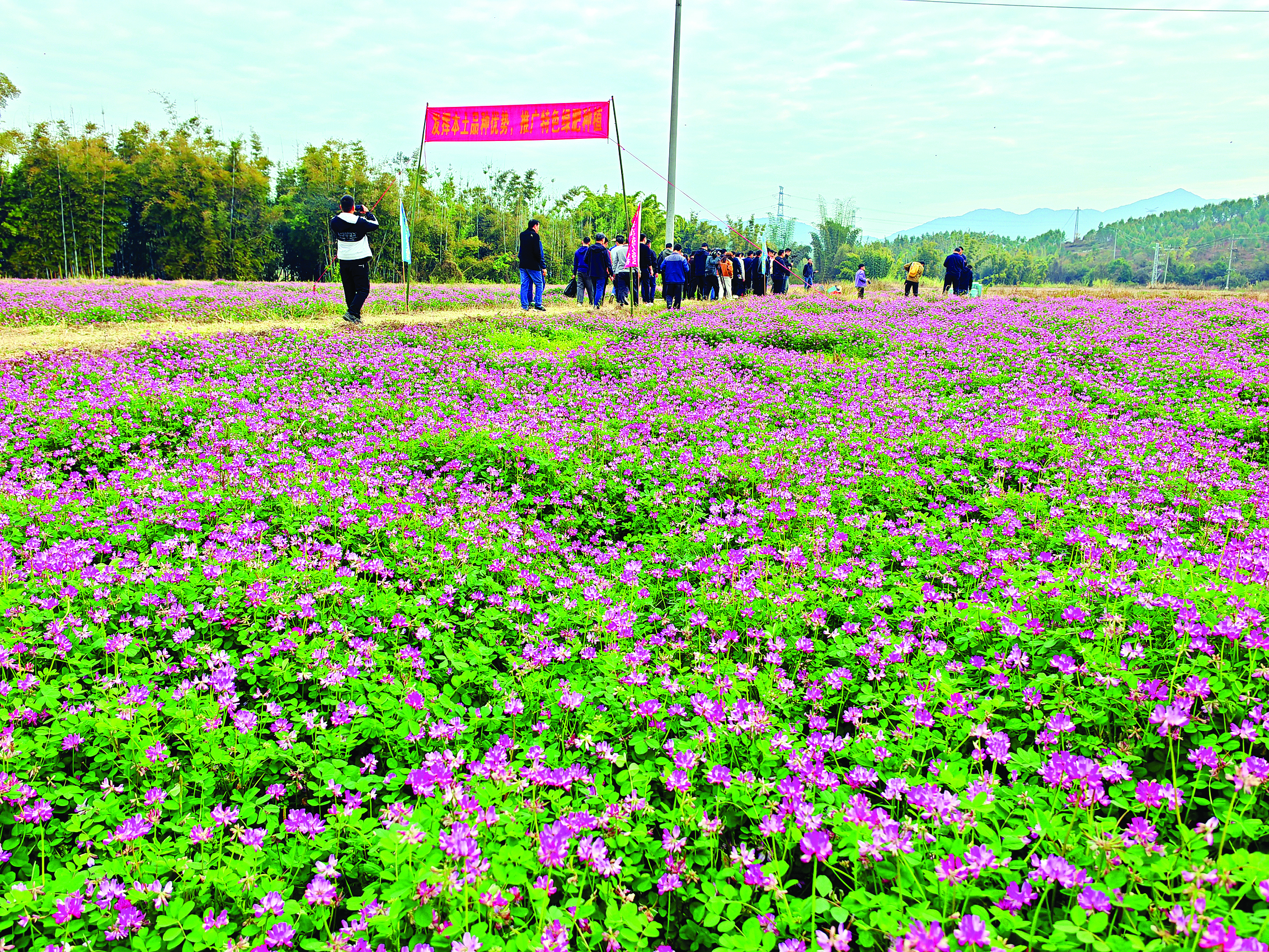     规模化推广紫云英，赋能耕地提质。惠州日报记者陈春惠 摄