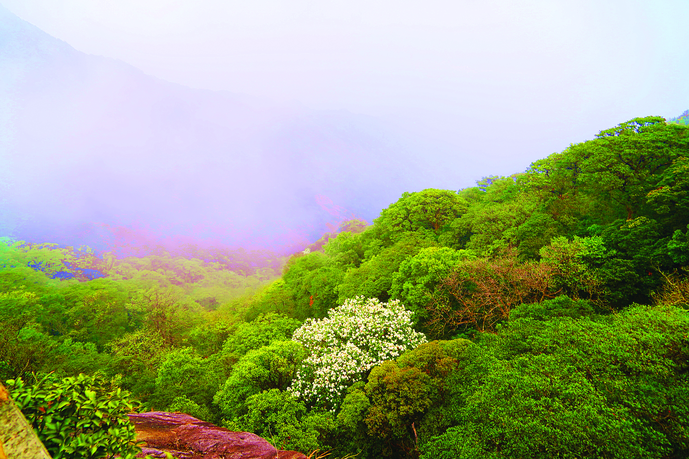 <p>    又是一年春来到，罗浮山景区云峰岩含笑花开了。惠州日报记者李燕文 特约通讯员李渊 摄</p>