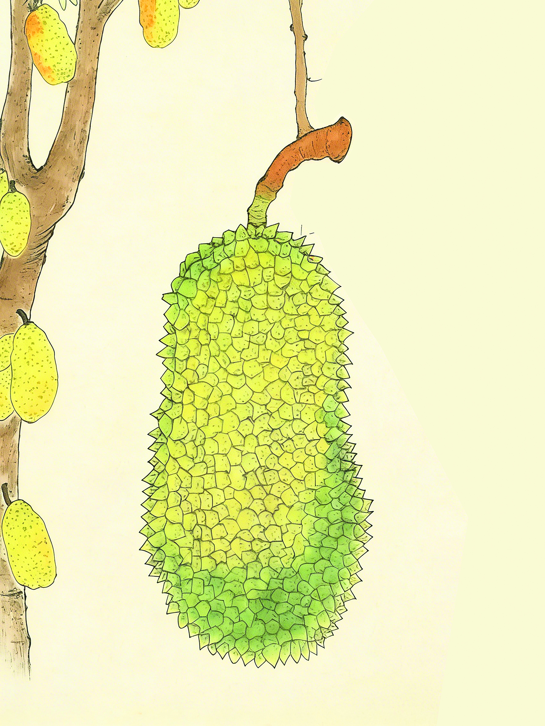 <p>    树菠萝。    本版绘图 惠州日报社AI媒体智能实验室</p>