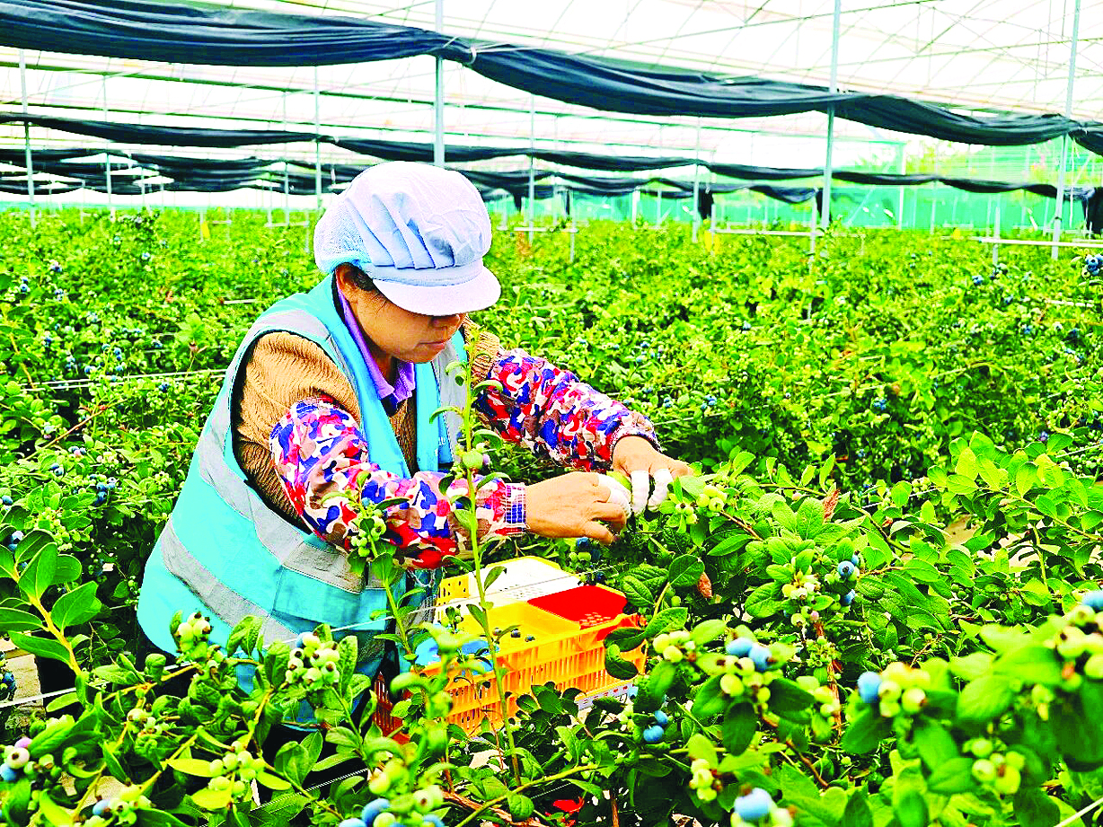     种植基地里工人在采摘蓝莓。惠州日报记者黄宇翔 通讯员龙融心 摄