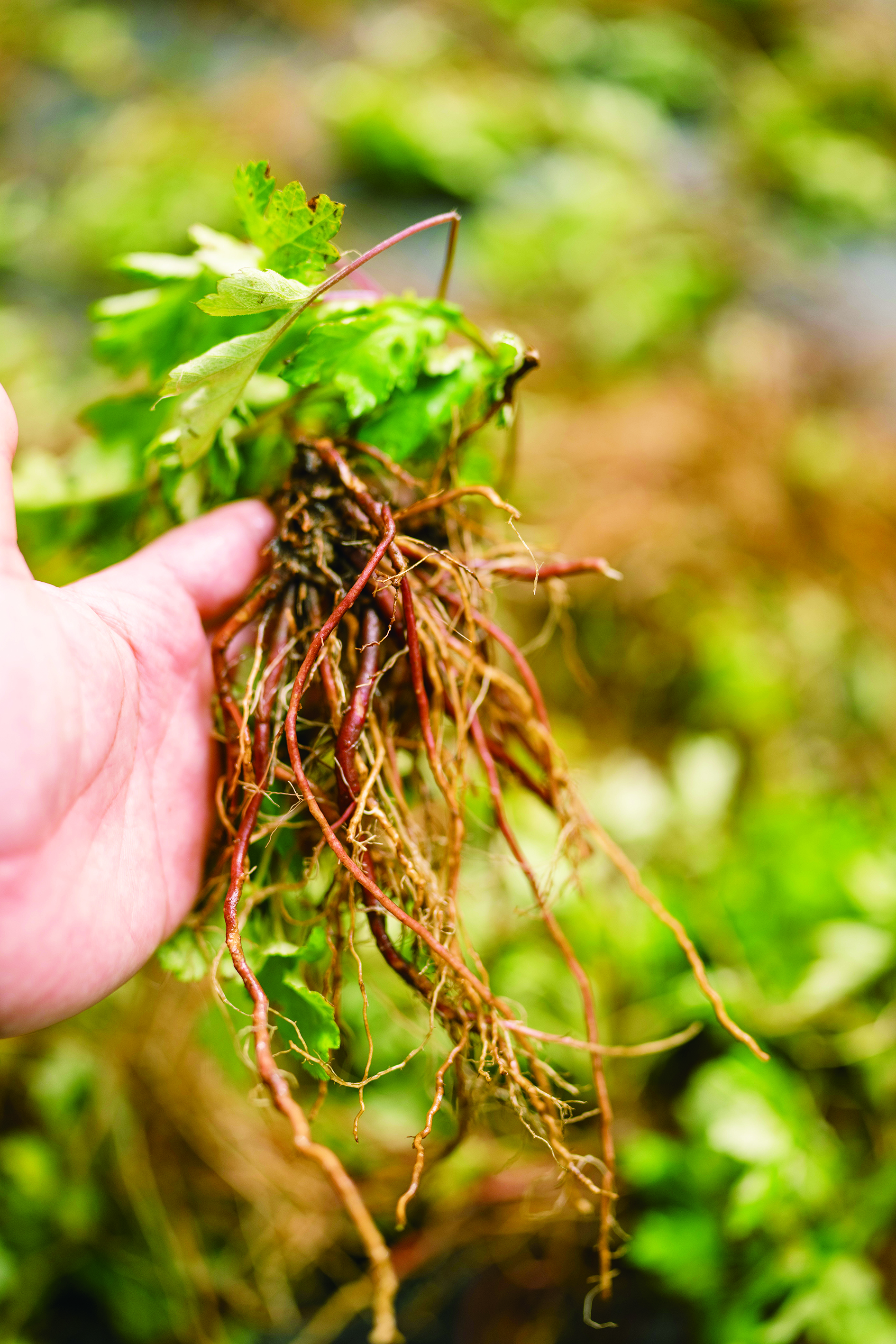     红脚艾产于岭南，根茎呈红色。