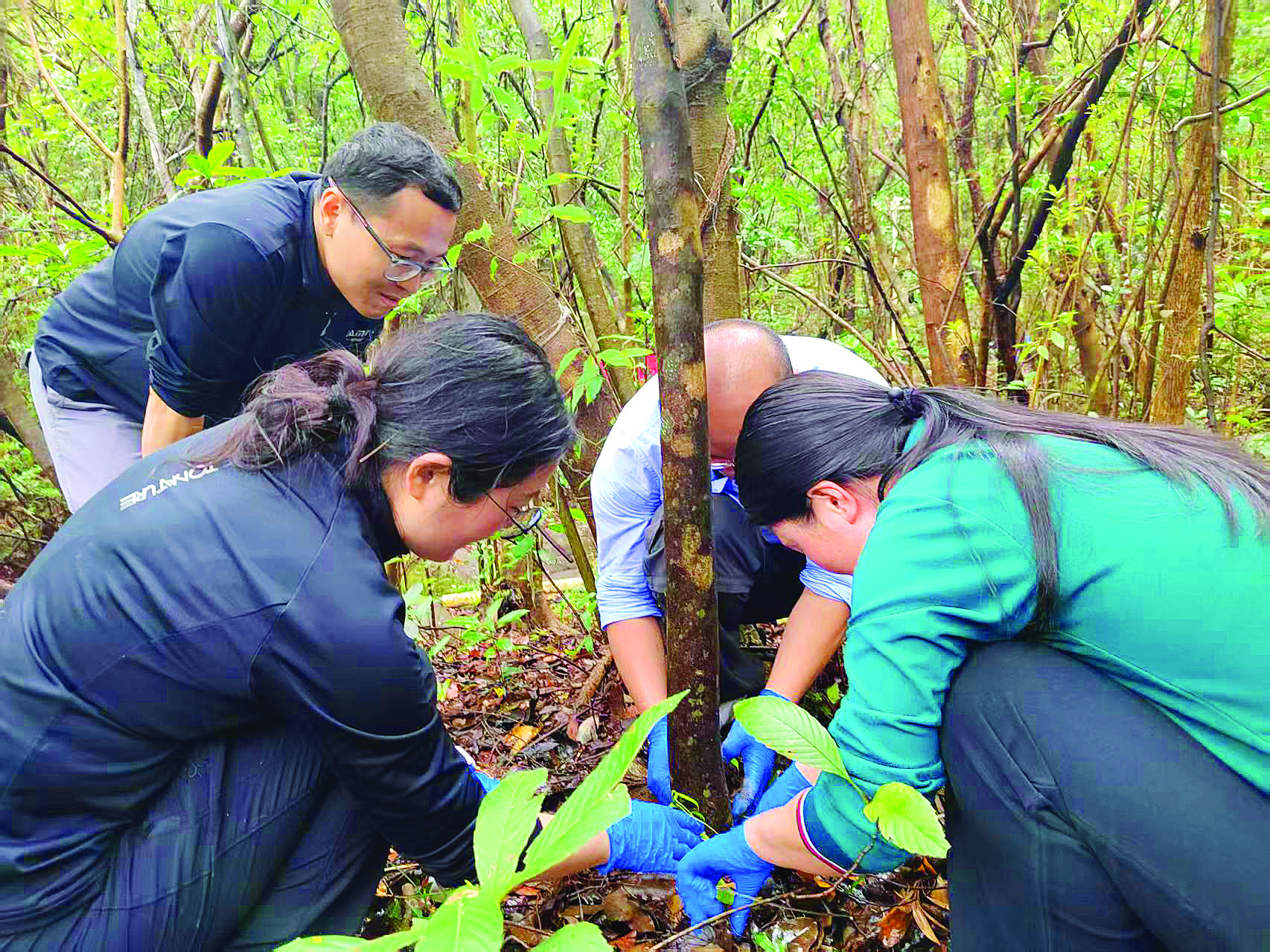     市林业局联合深圳市兰科植物保护研究中心、广东象头山国家级自然保护区开展深圳香荚兰野外回归活动。惠州日报记者侯县军 摄