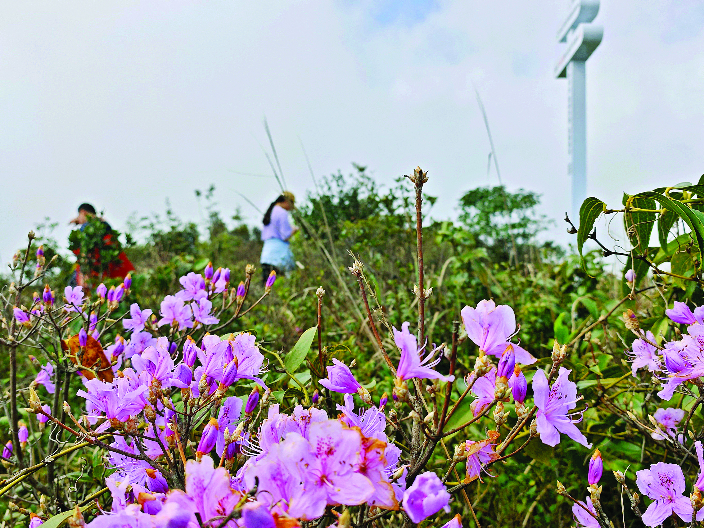     罗浮山杜鹃花已进入最佳观赏期。惠州日报记者李燕文 特约通讯员李渊 摄