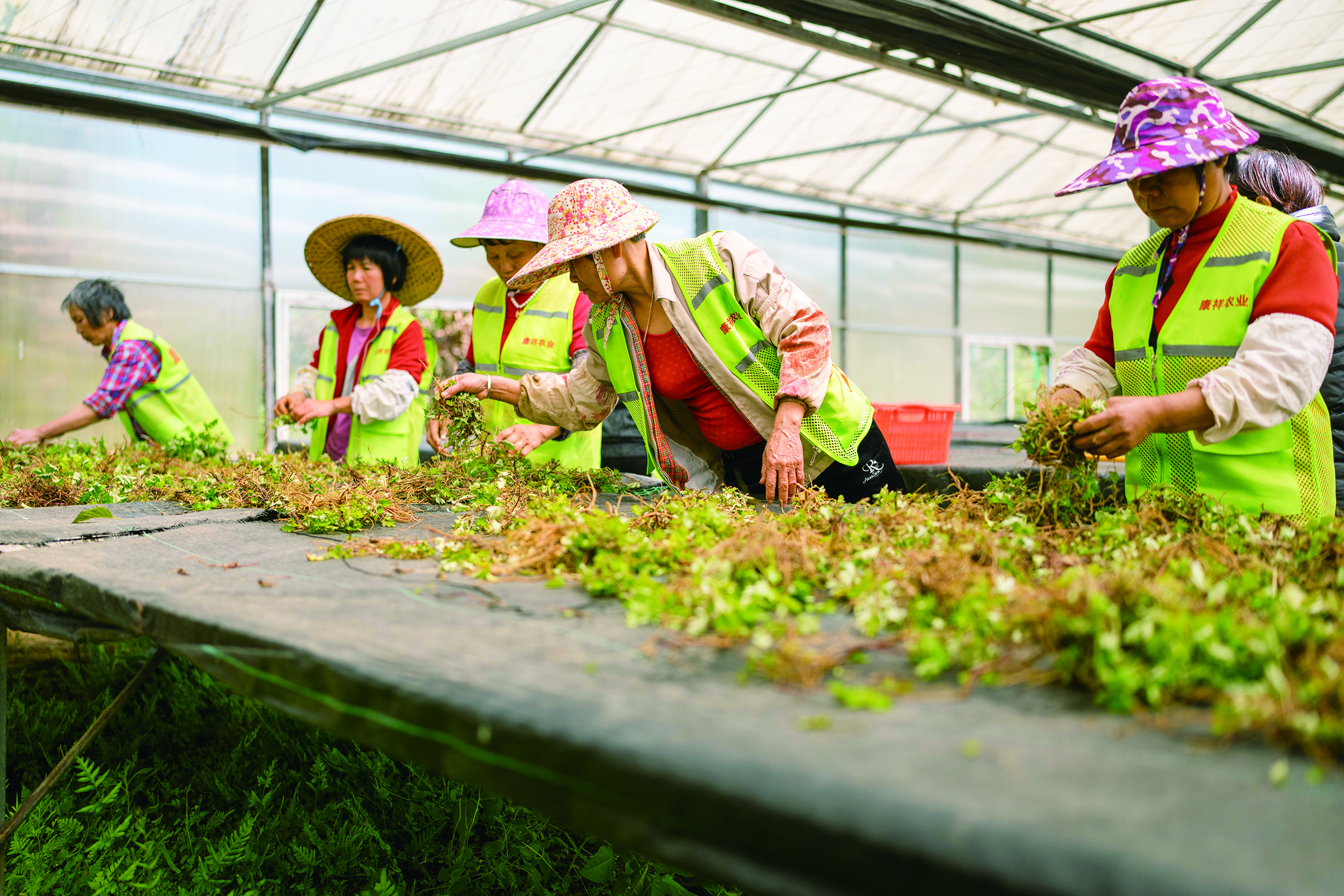     艾叶是做艾粄的主要原料。