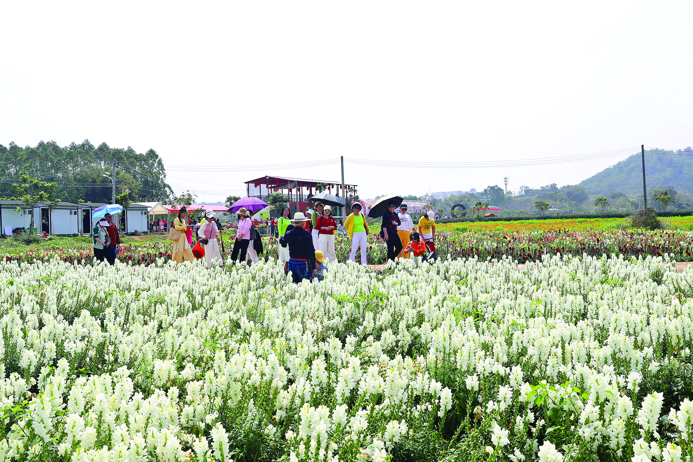     惠城区水口街道好艺源生态农业园内繁花似锦，吸引了不少游客踏青赏花。惠州日报记者钟畅新 摄