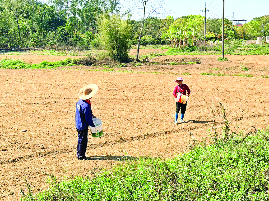     村民撒播水稻种子。