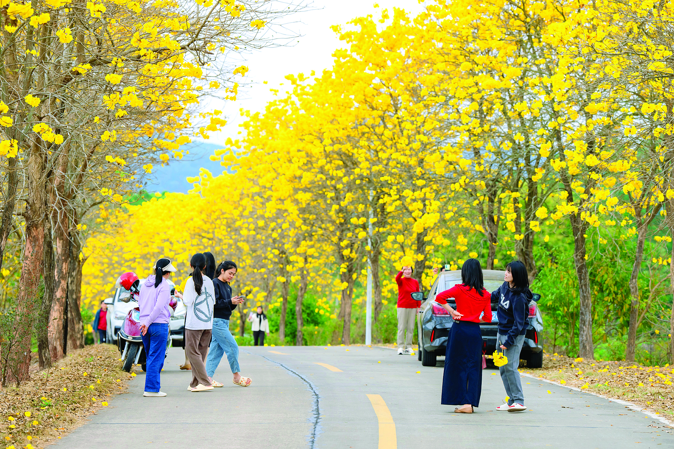     杨侨镇“黄金走廊”吸引游客纷至沓来。