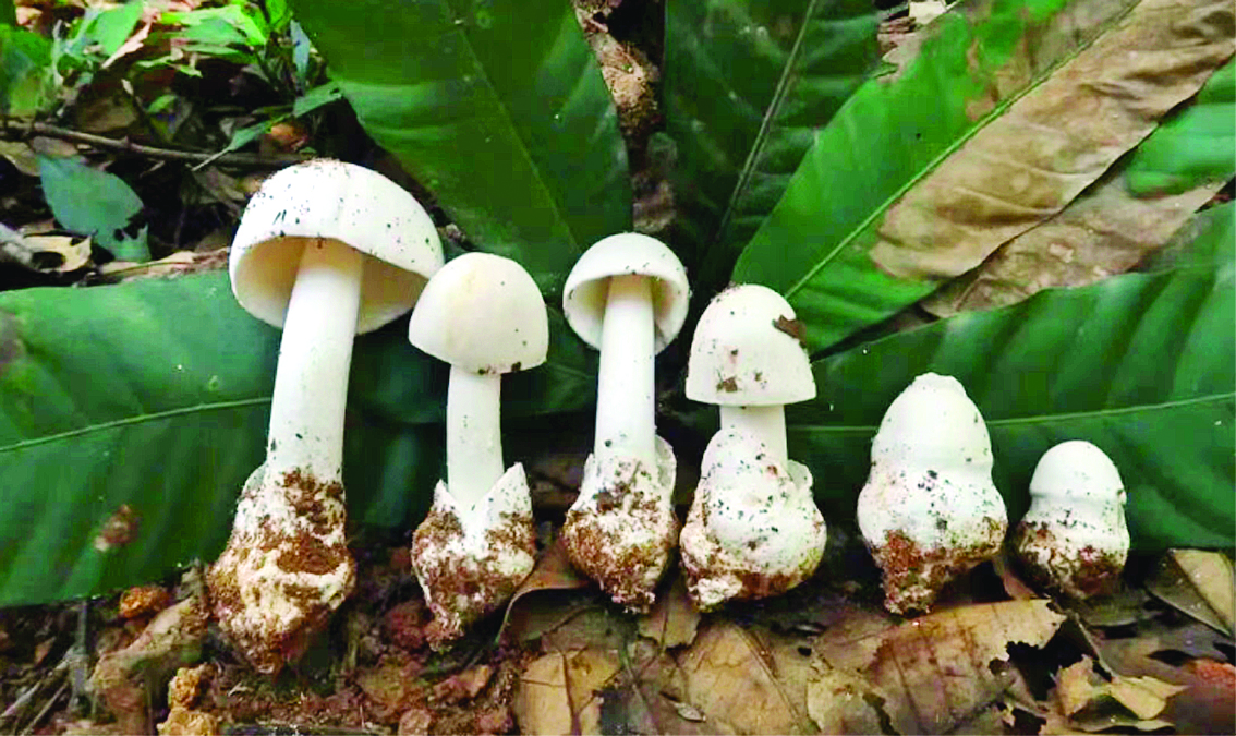     致命鹅膏。图片由惠州市疾病预防控制中心（惠州市卫生监督所）提供