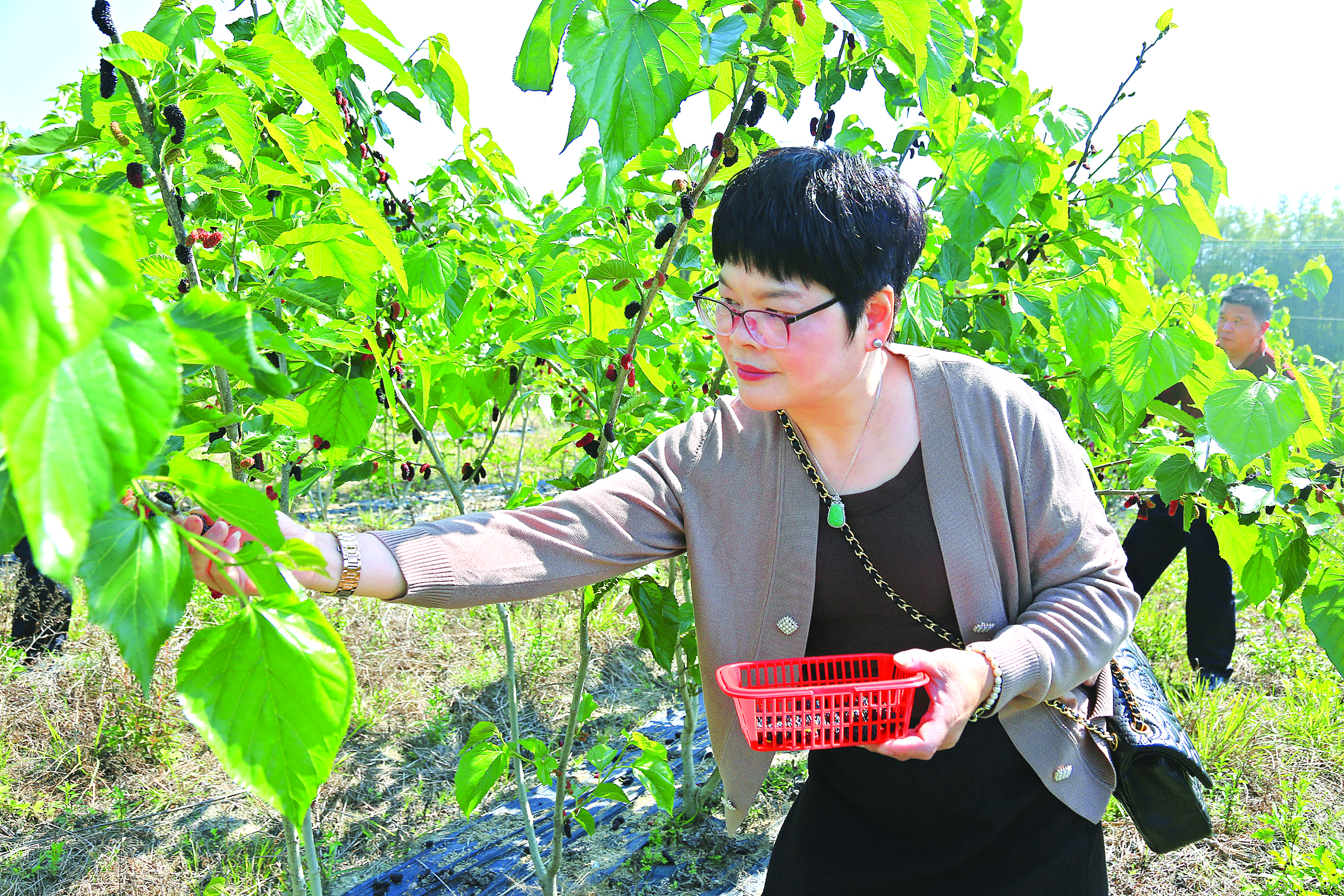     游客沉浸式体验采摘桑葚。    惠州日报记者黄宇翔 特约通讯员黄伟光 摄