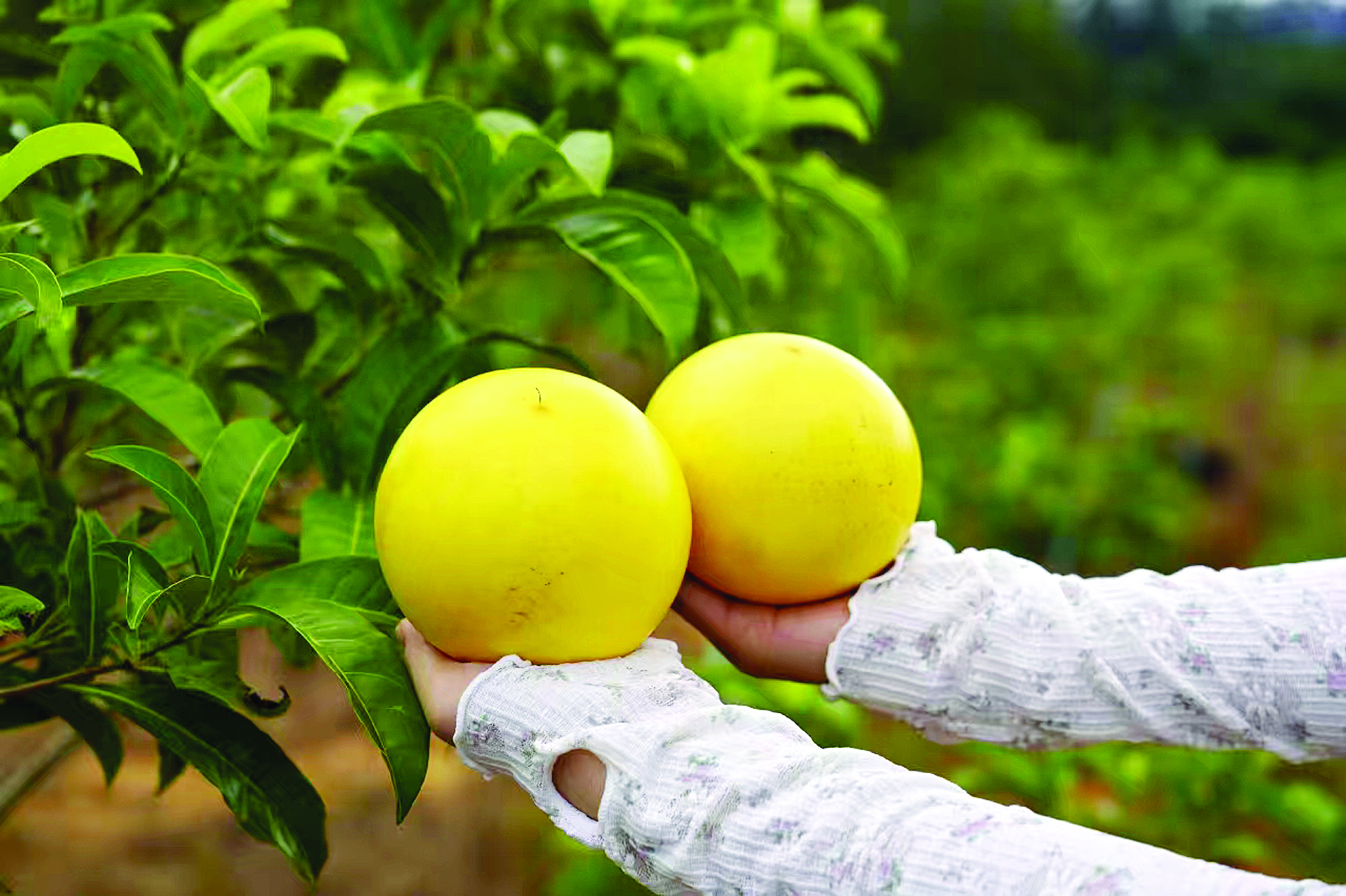     黄晶果色泽诱人口感清甜。