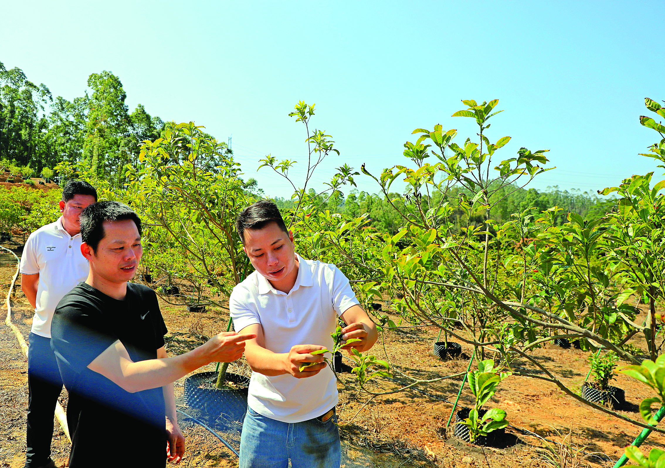     工作队队员、村干部和果园负责人在查看黄晶果开花情况。