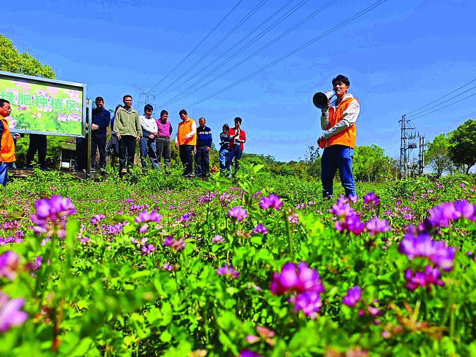     农业技术骨干、水稻种植大户观摩紫云英种植示范区。惠州日报记者卢泓宇 朱子旋 摄