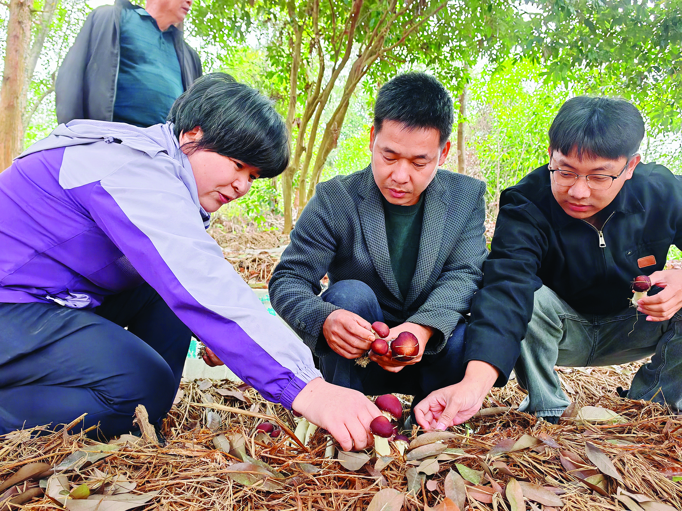    惠州学院农村科技特派员团队查看红松茸长势。