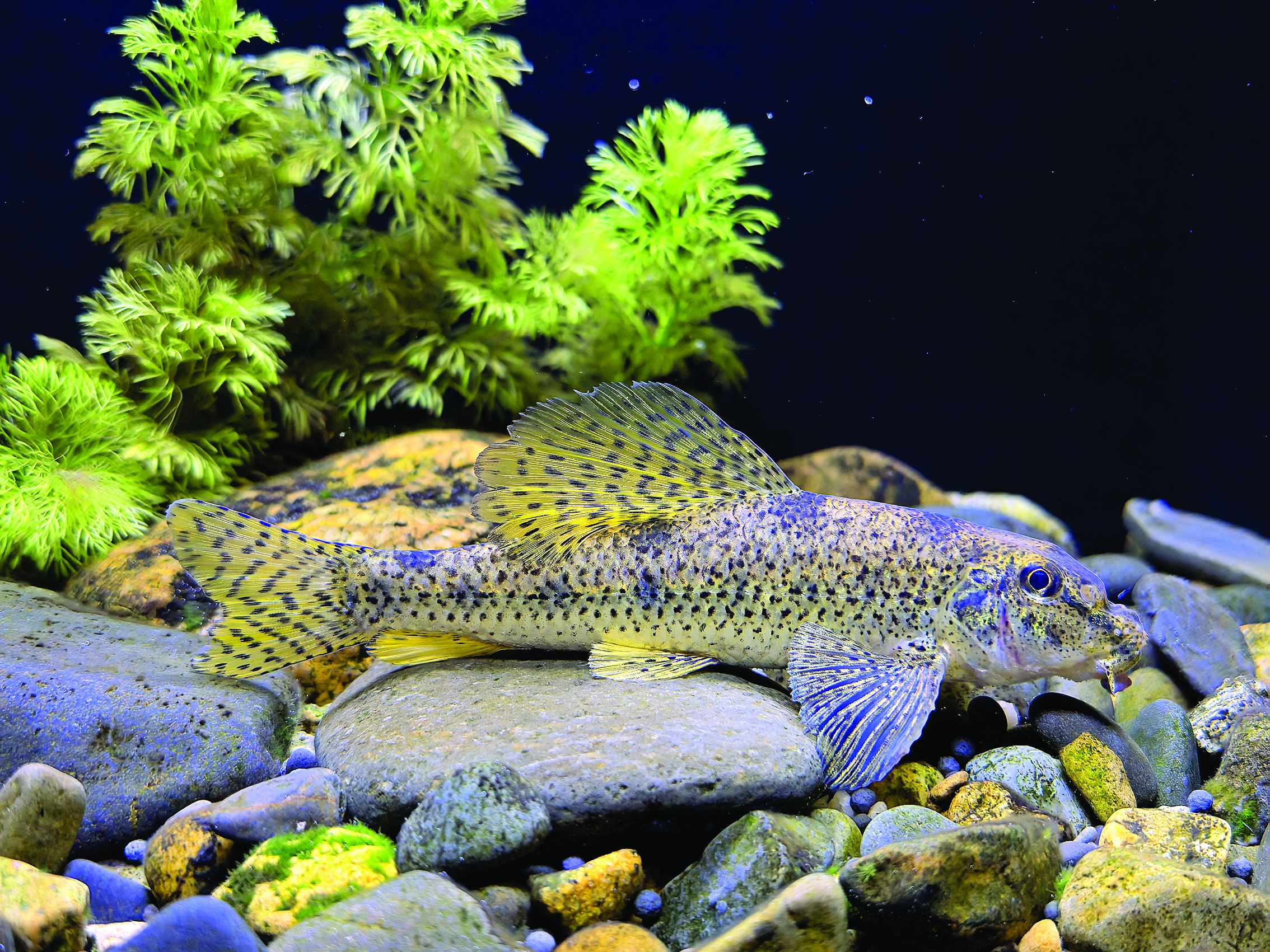     龙门永汉河的棒花鱼。    图片由黄伟胜提供