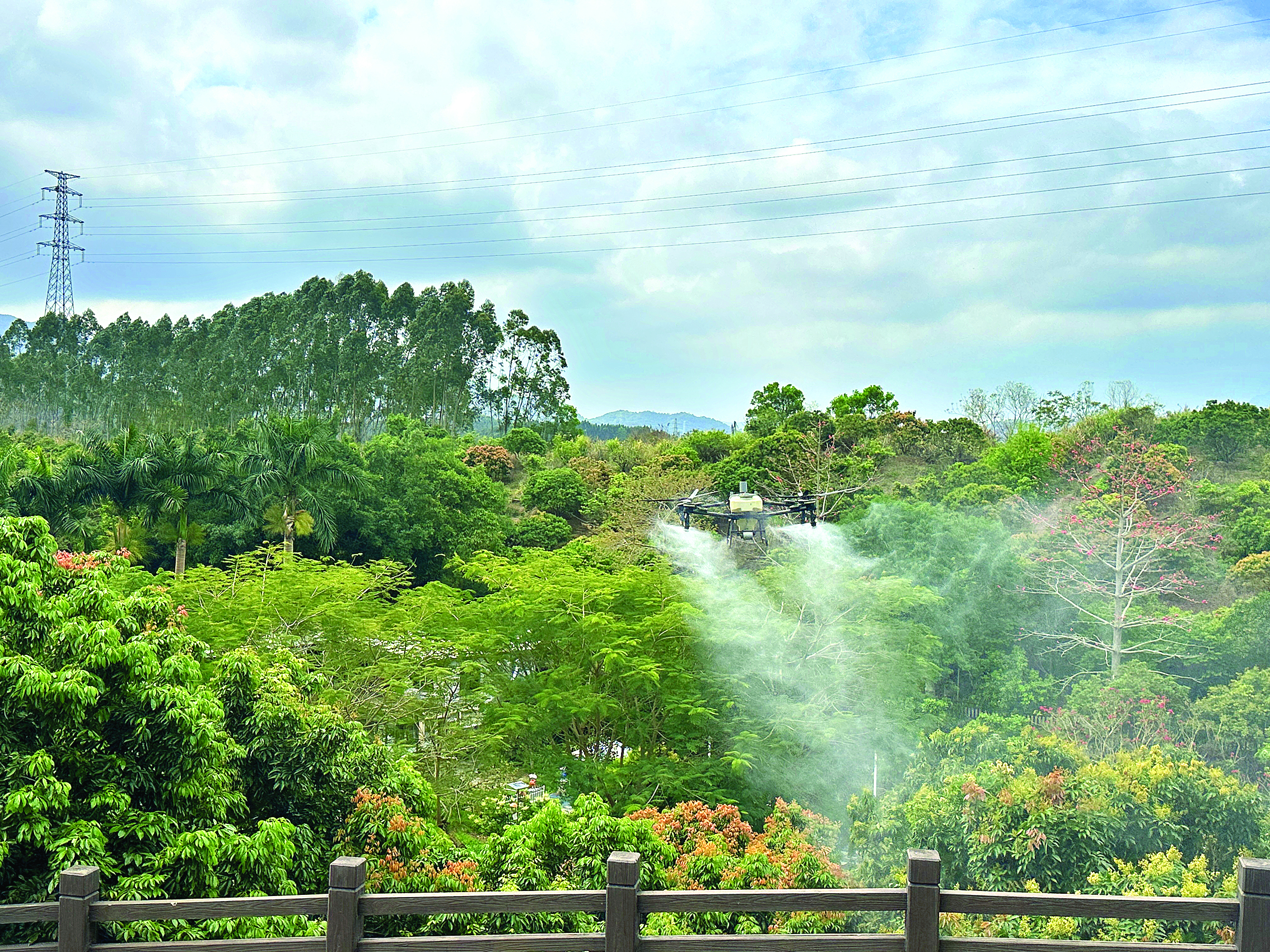     无人机施肥洒药。惠州日报记者李芳娟 通讯员张伟锋 摄