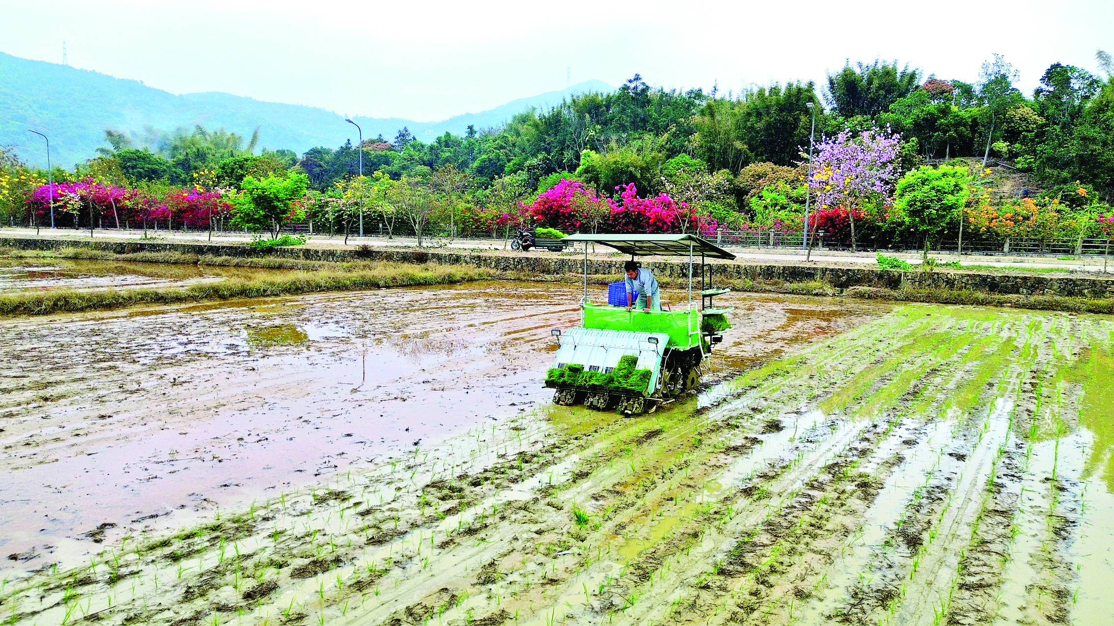     插秧机在水田作业。惠州日报记者许文昌 摄