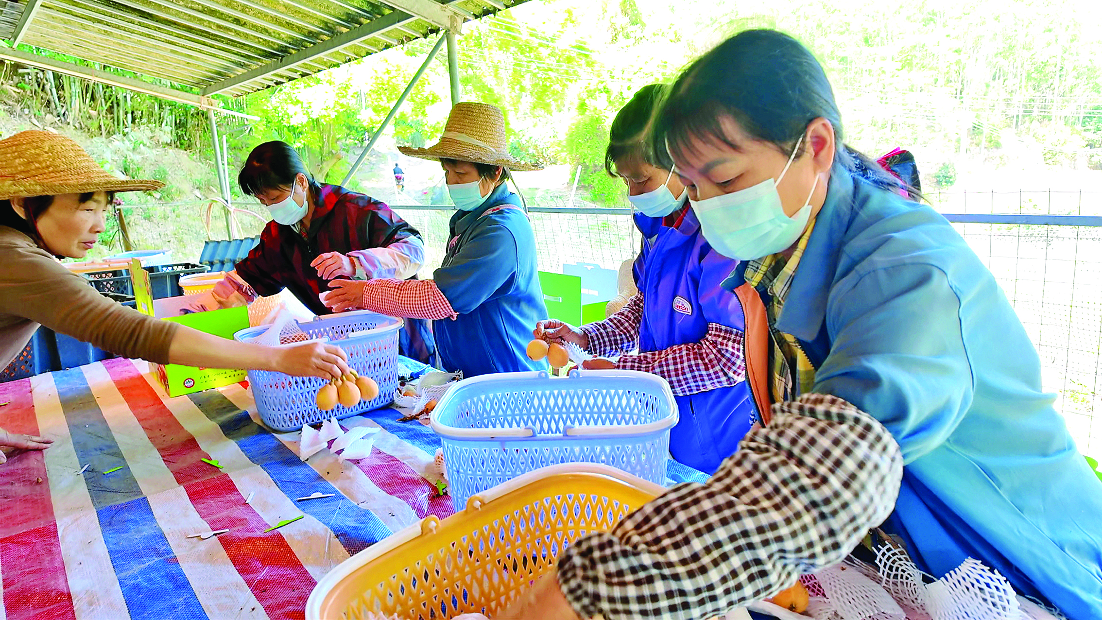     横河镇工人打包枇杷。惠州日报记者李燕文 摄