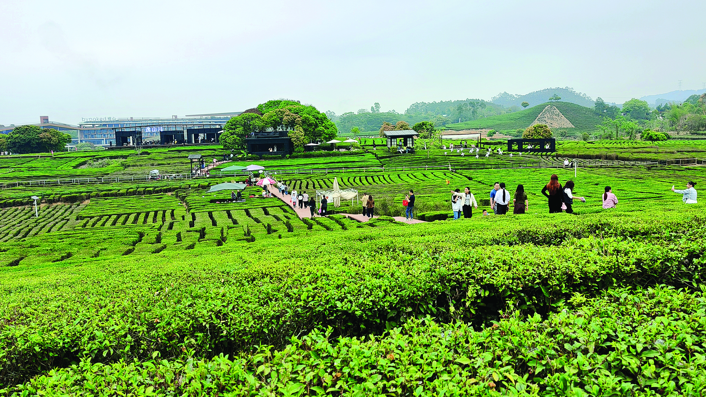    游人在柏塘镇万亩茶园游玩。  惠州日报记者李燕文 摄