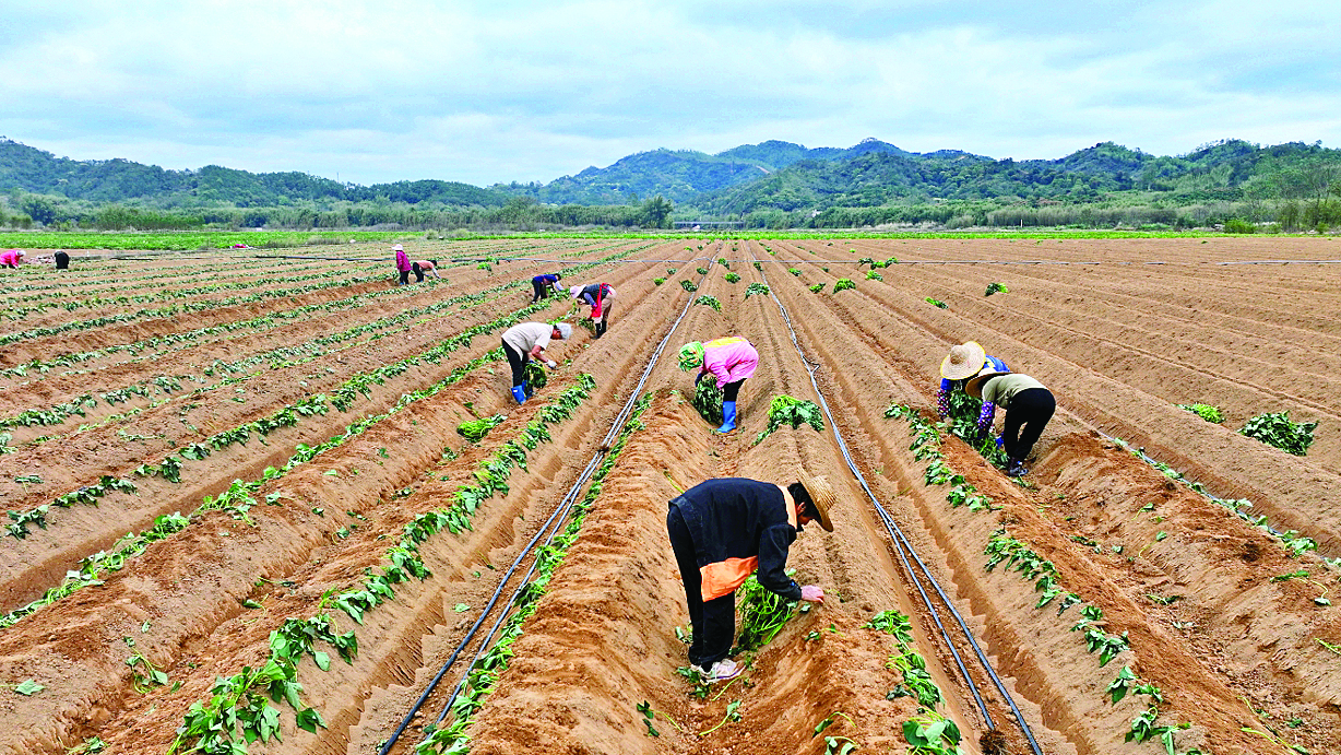     村民在种番薯。