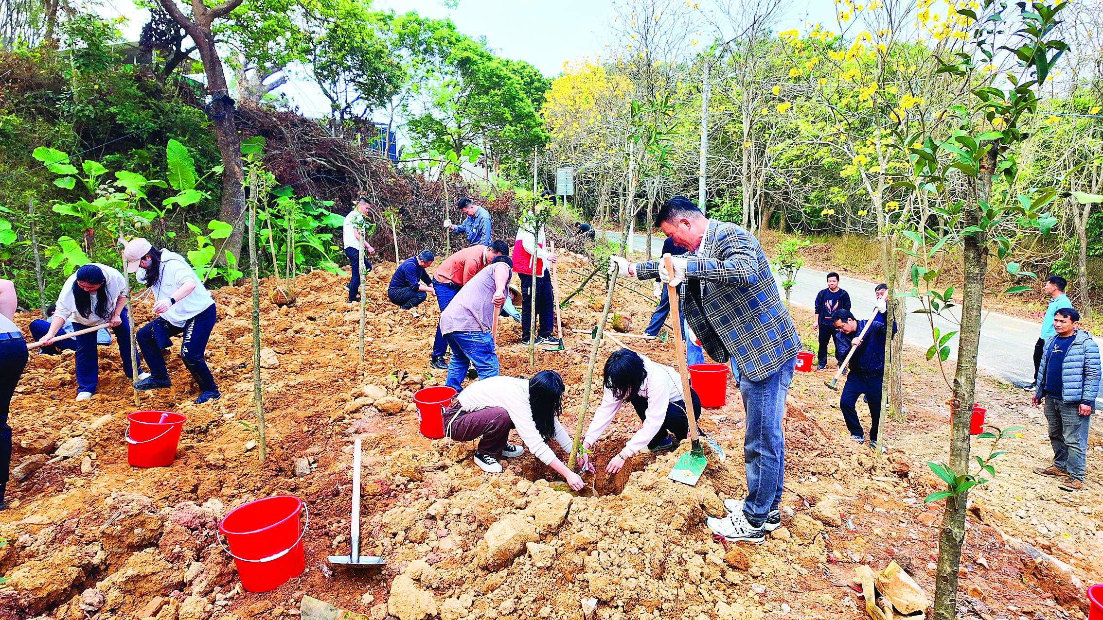     植树活动中，秋长街道种下200棵桂花树。