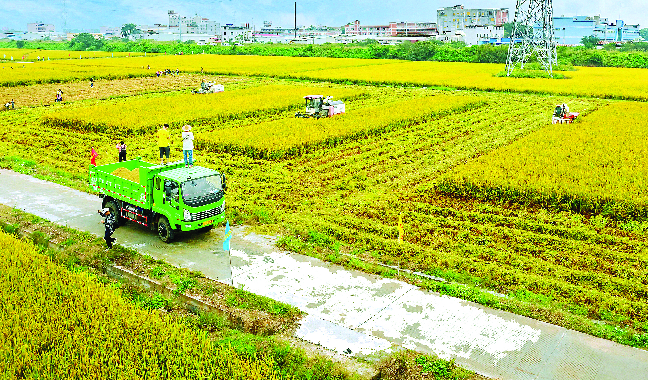     丝苗米产业种植基地。