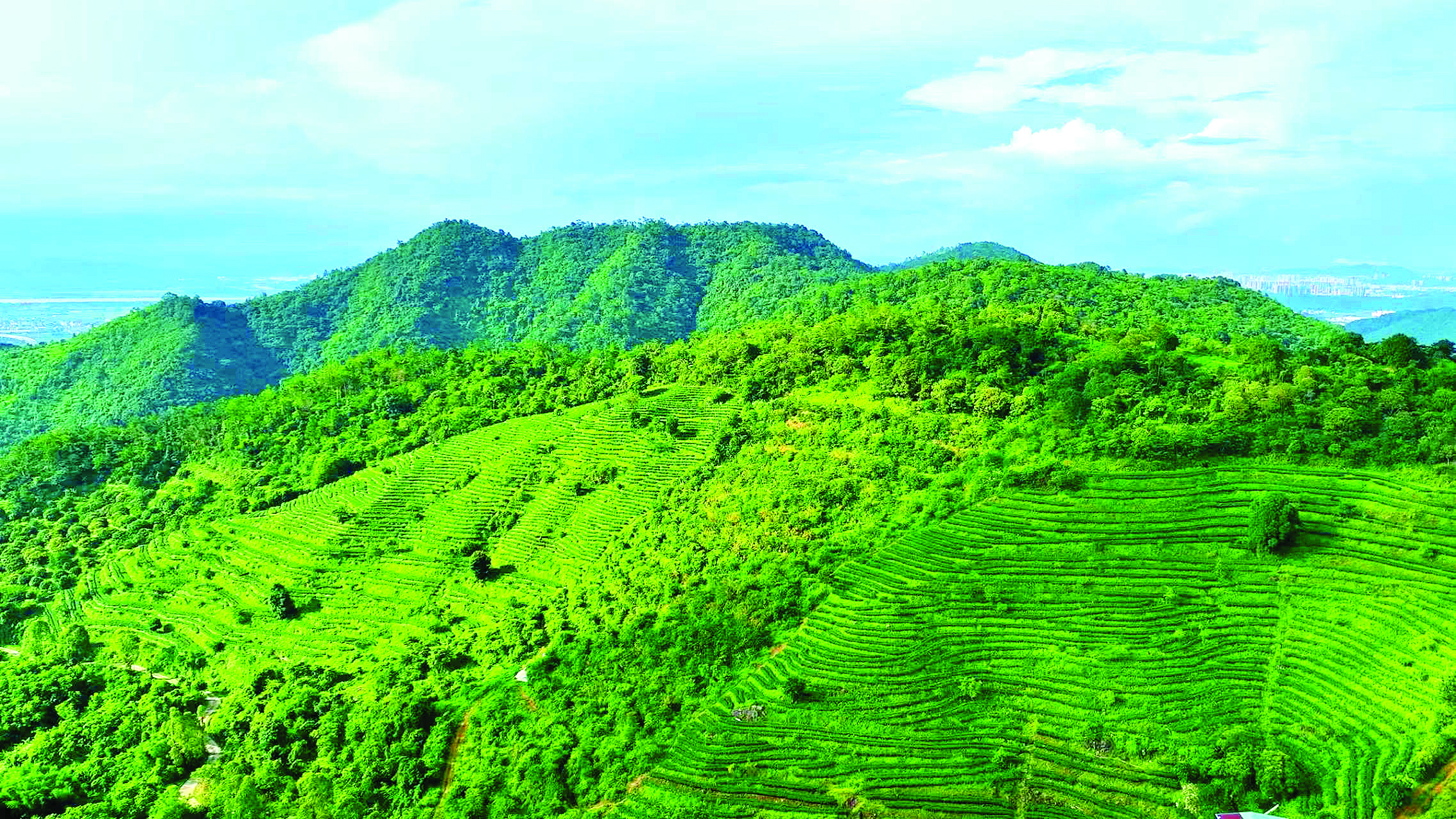     沥林镇企岭村山茶种植区。