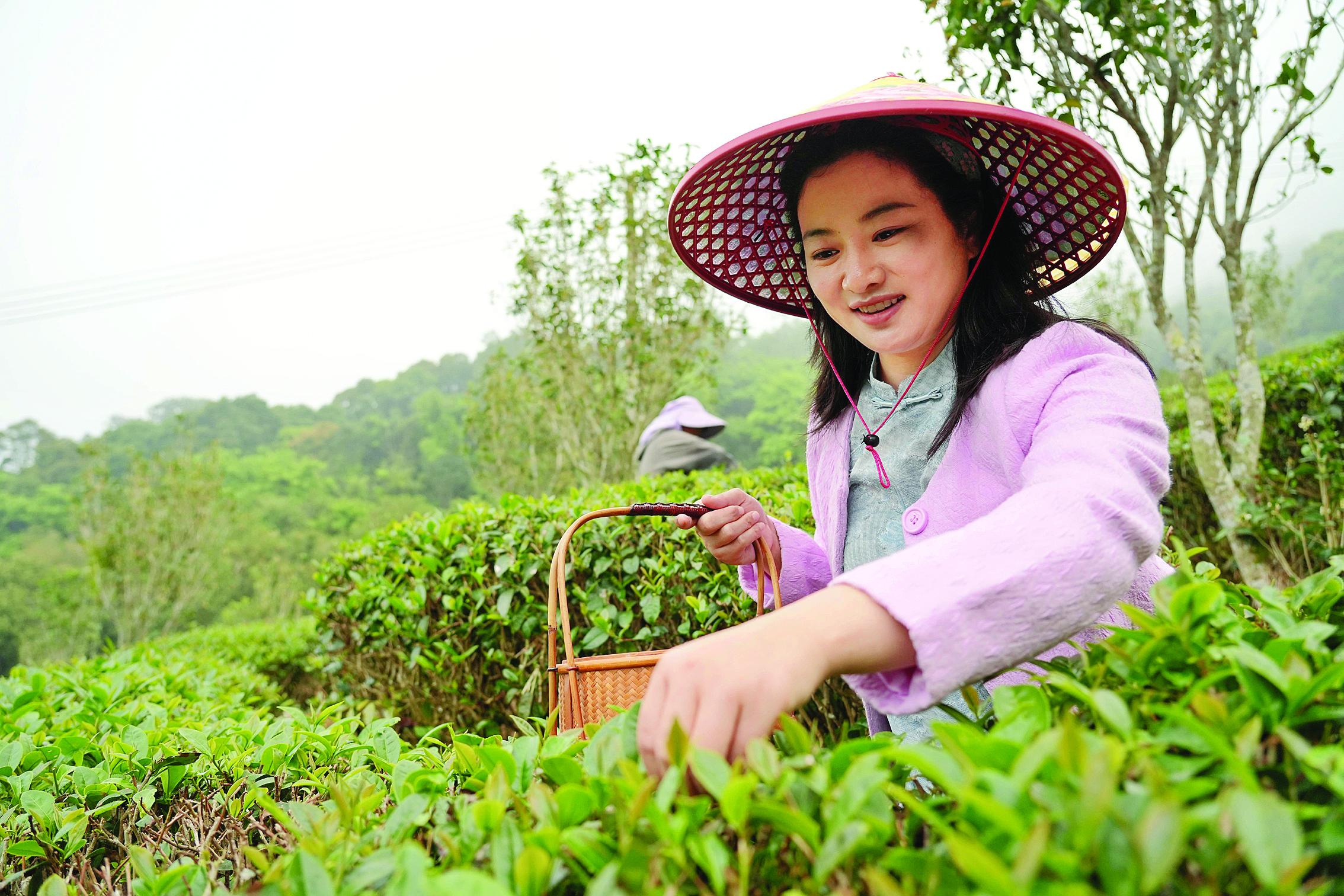     茶农正在采摘桔塱茶。惠州日报记者许文昌 摄