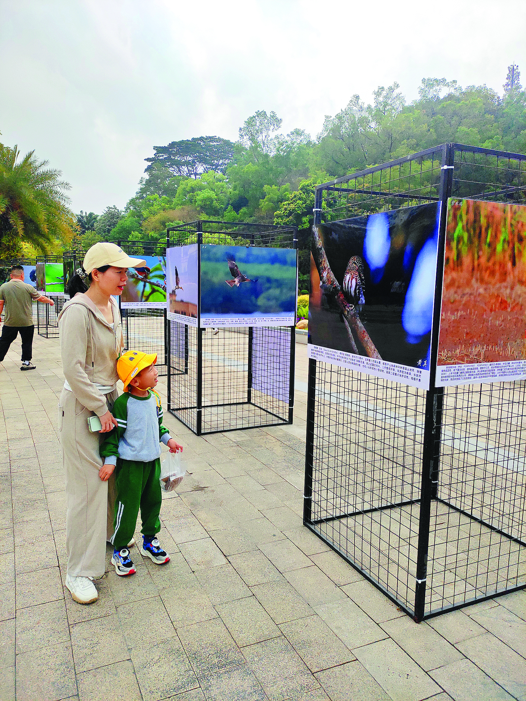     市民游客在惠州植物园观看野生鸟类保护摄影展。惠州日报记者侯县军 摄