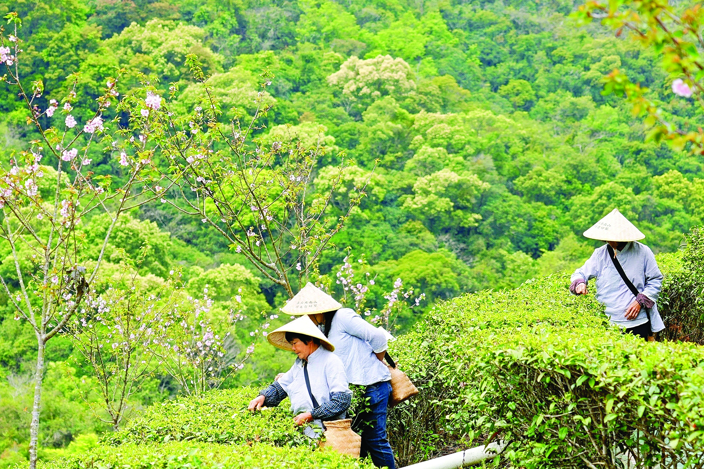     茶农采摘春茶。