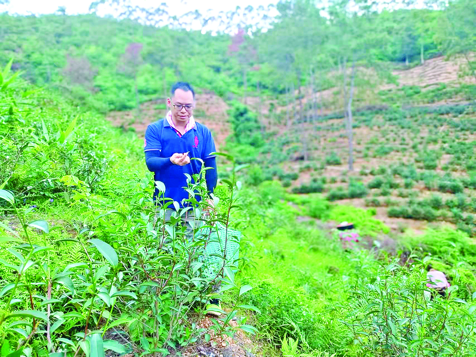     周锦球在茶园查看茶叶长势。