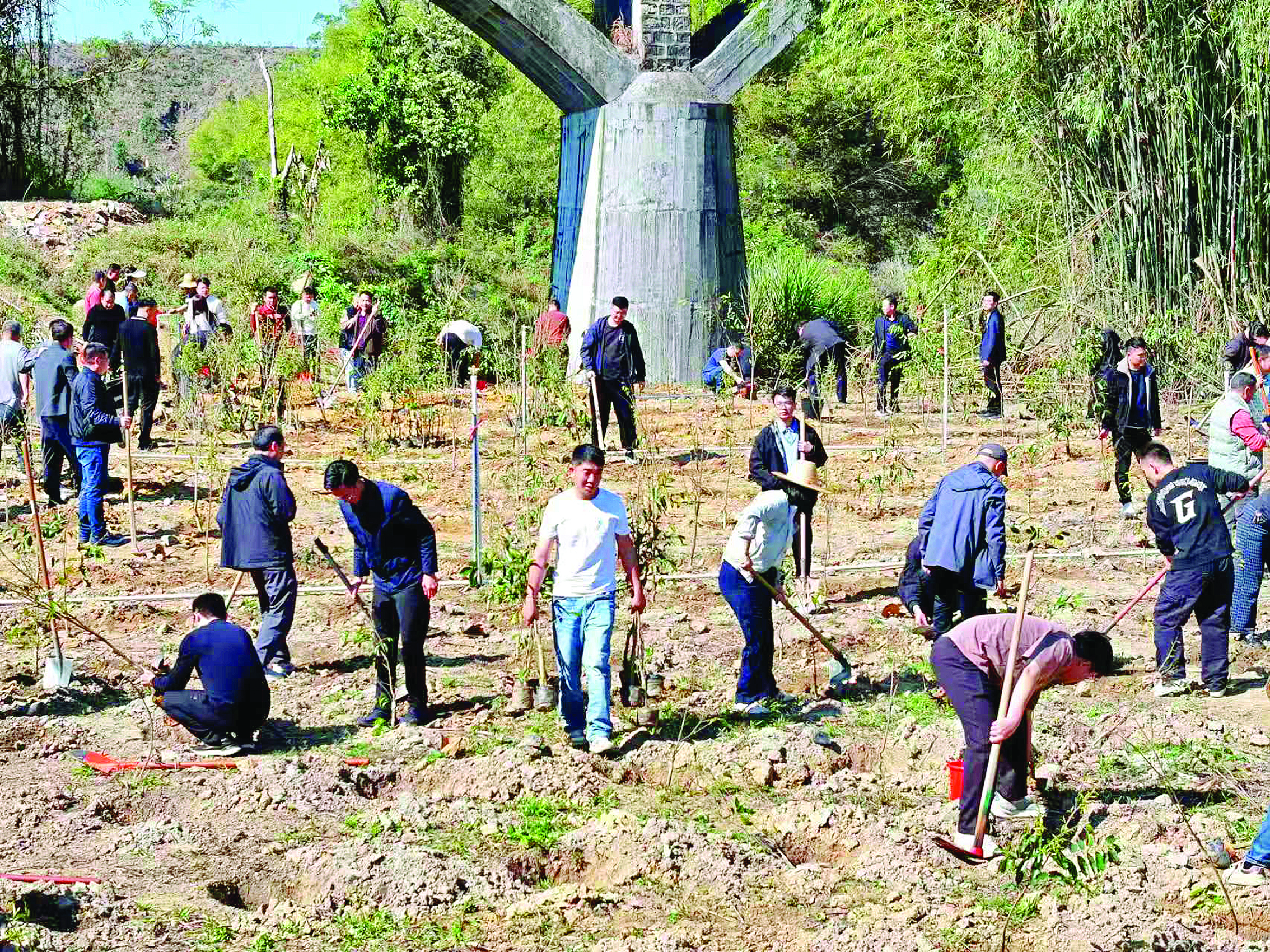     惠东白盆珠镇横瑶村沉香树苗种植现场。横瑶村供图