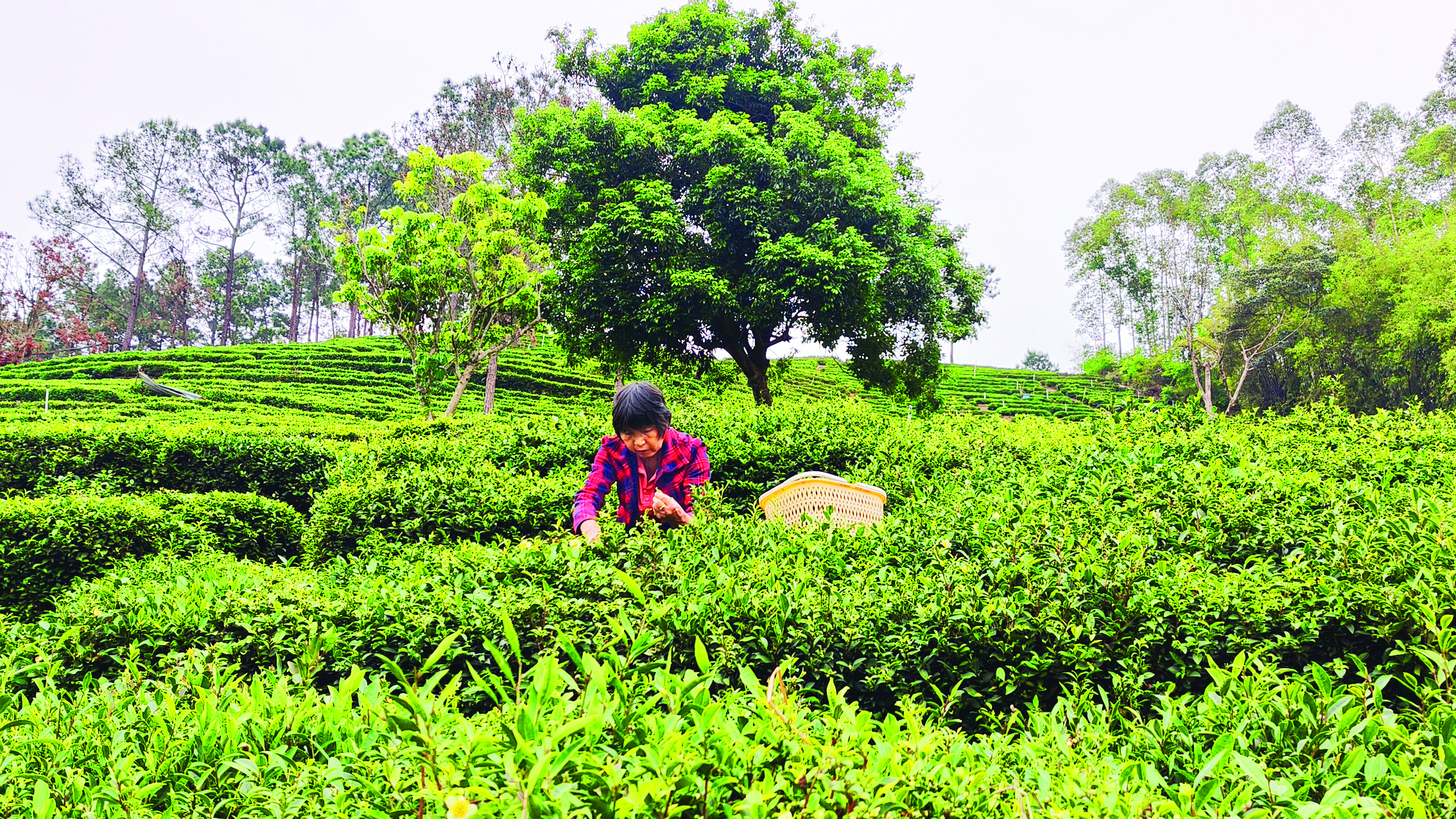     茶农采摘清明茶。