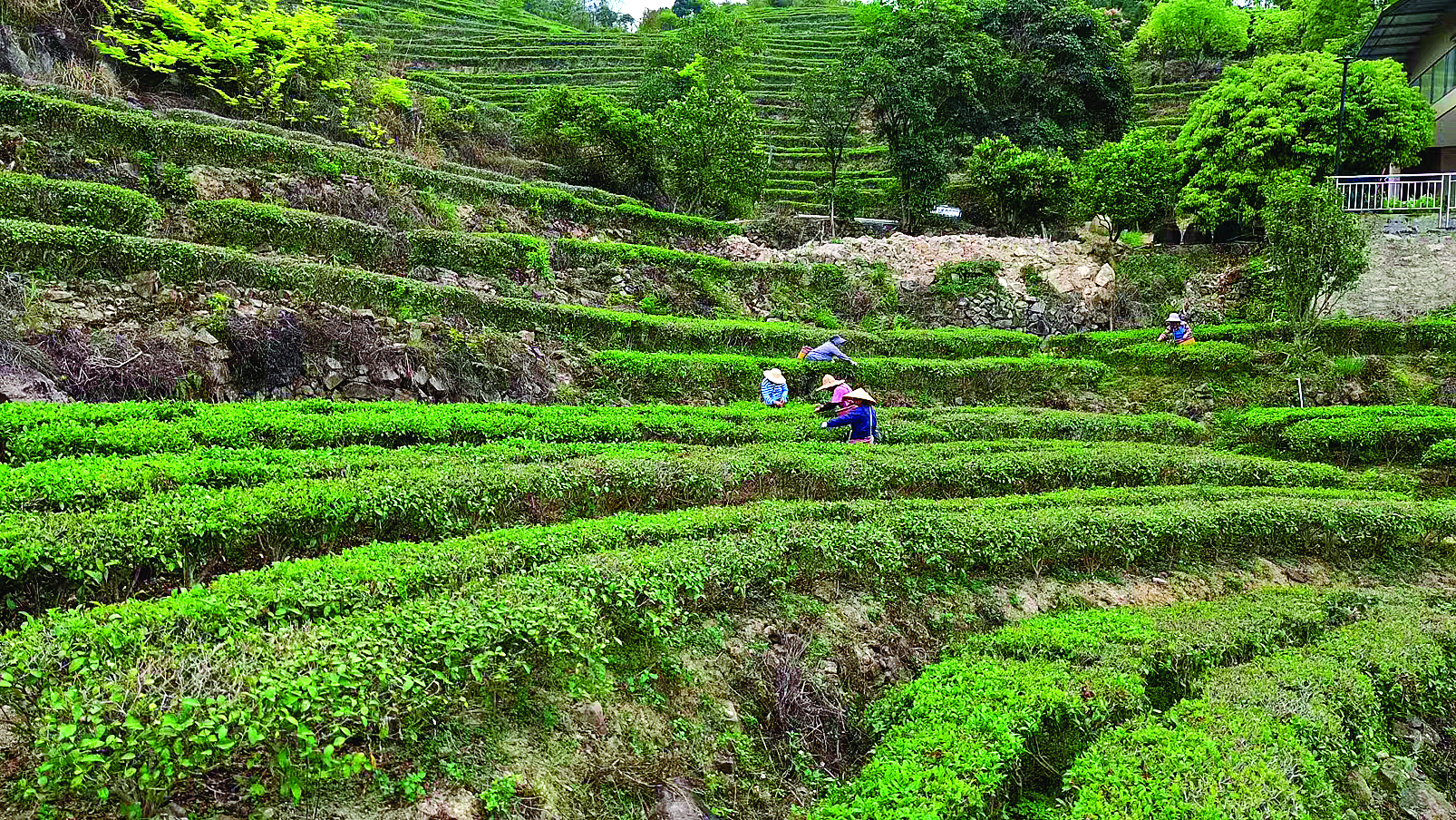     企岭村茶园层层叠叠，采茶女工忙着采茶青。惠州日报记者邱舒婷 通讯员陈静 摄