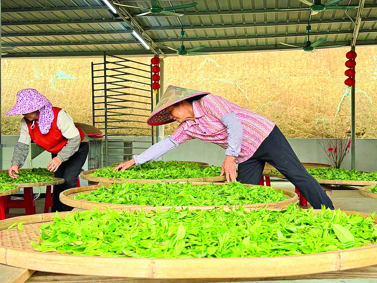     茶农在晾晒新采摘的云雾茶茶叶。惠州日报记者黄宇翔 通讯员龙融心 摄