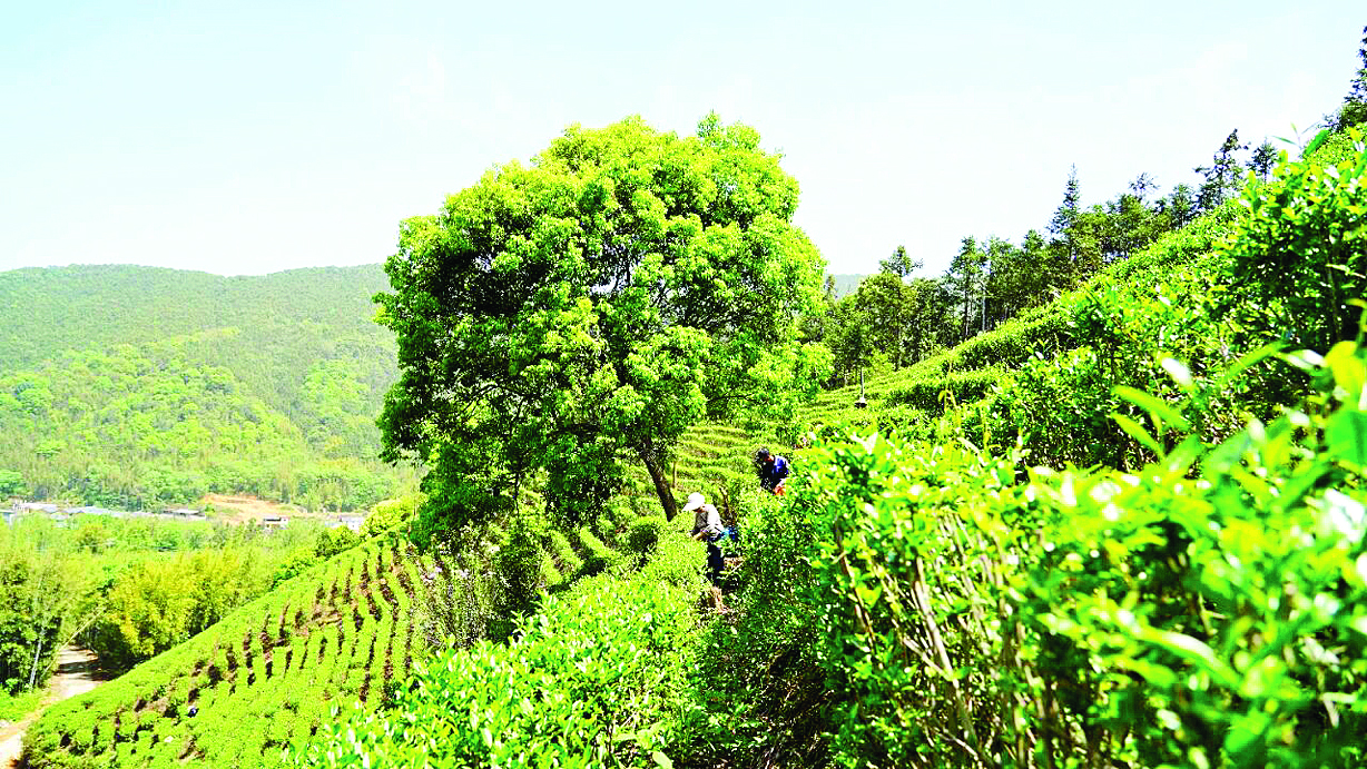     地派镇古洞村的茶农在查看茶树生长情况。  惠州日报记者黄宇翔 通讯员龙融心 摄