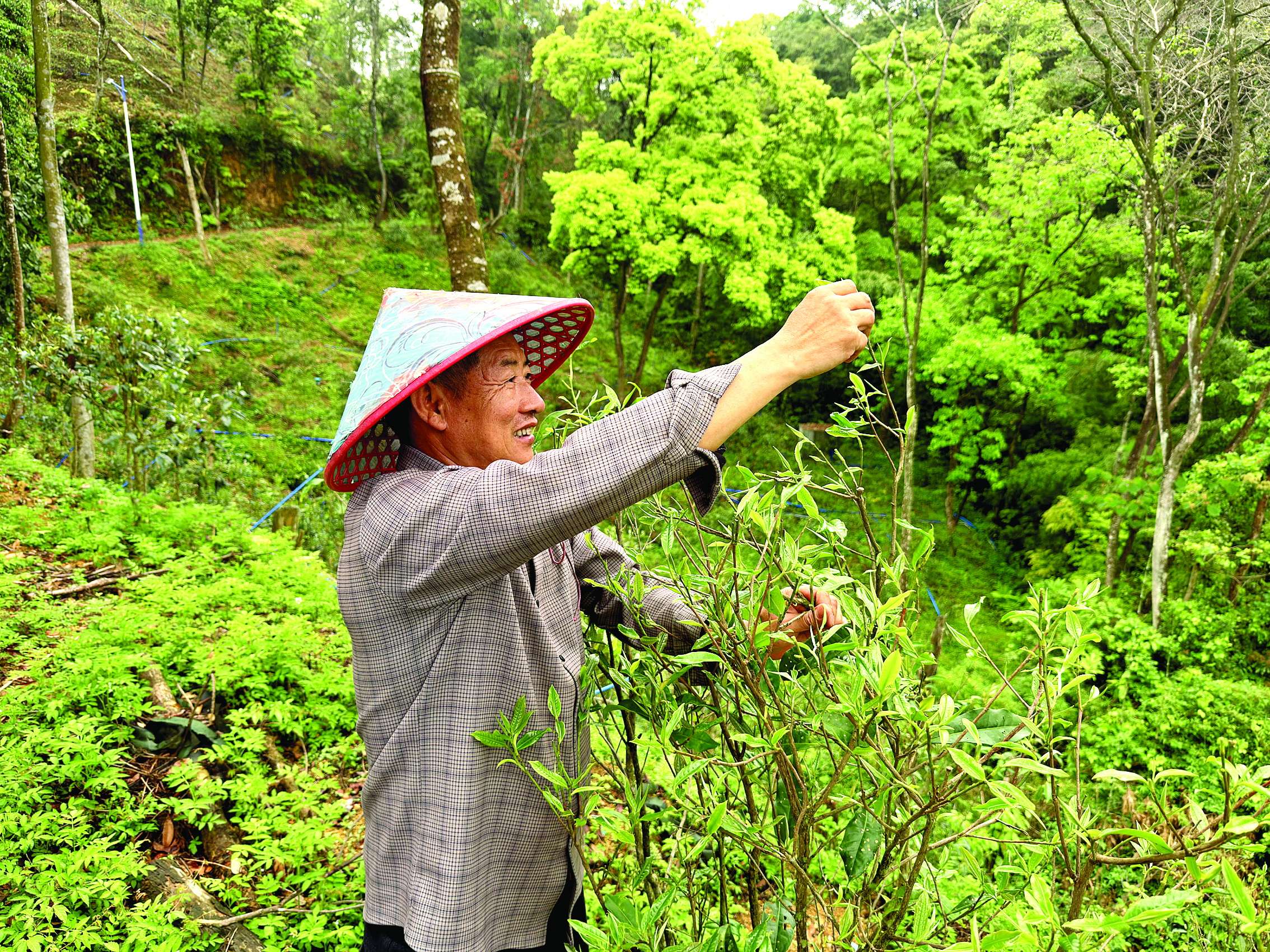     茶农在南昆山上采摘毛茶嫩芽。惠州日报记者黄宇翔 摄