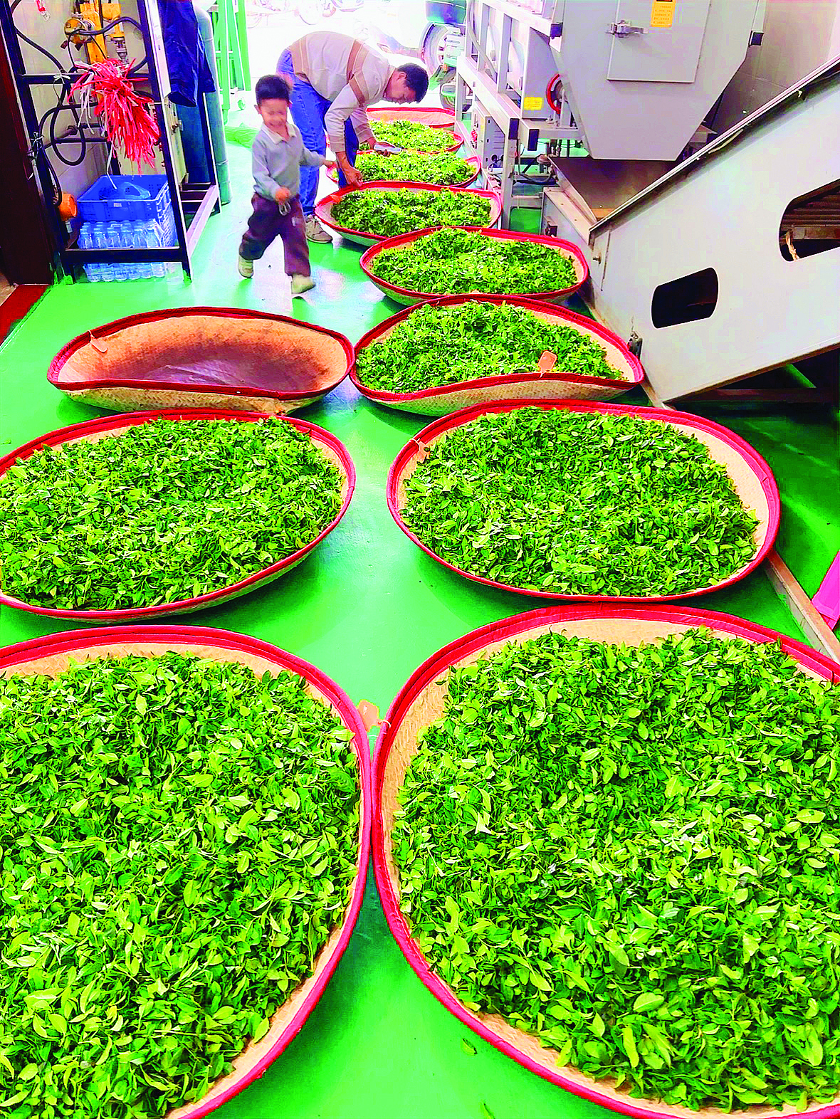     茶农忙着采摘、炒制春茶。