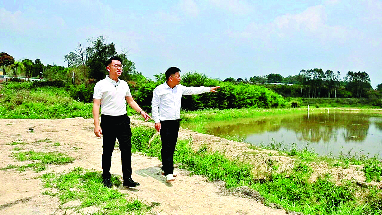     小禾洞村百亩撂荒地种下九品香莲。    惠州日报记者蔡伟健 通讯员黎爱平 摄