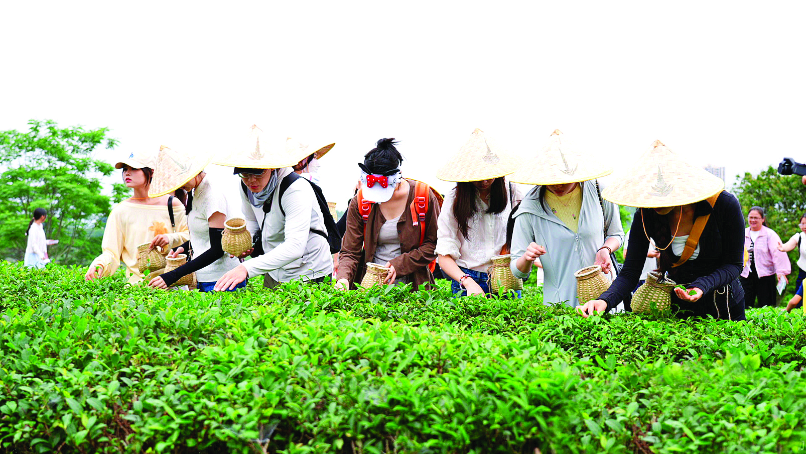     游人在体验采茶。本组图片由博罗宣提供