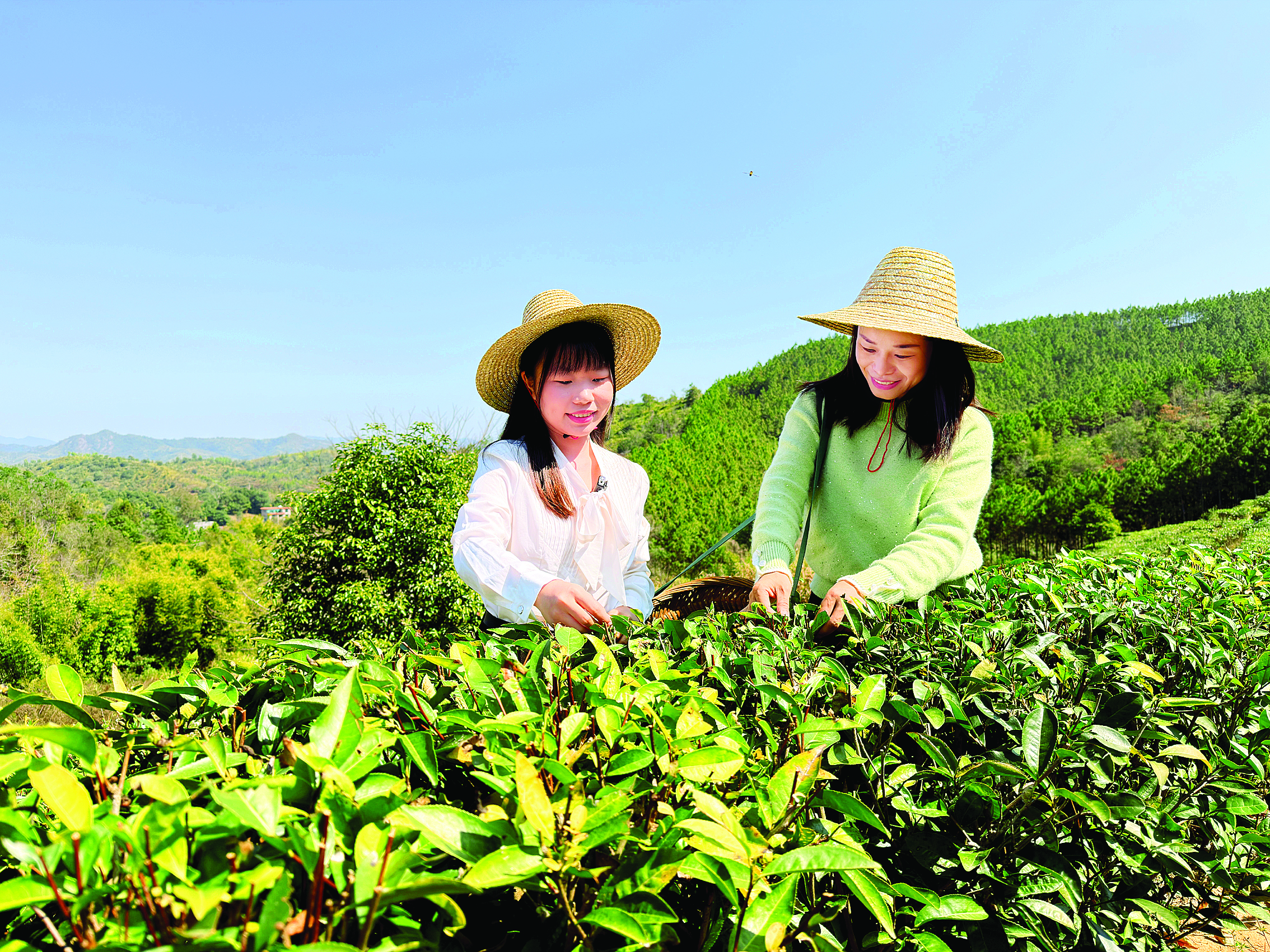 <p>    惠东县宝口镇马山村依托千亩高山茶园着力培育特色产业。    惠州日报记者张艺明 摄</p>