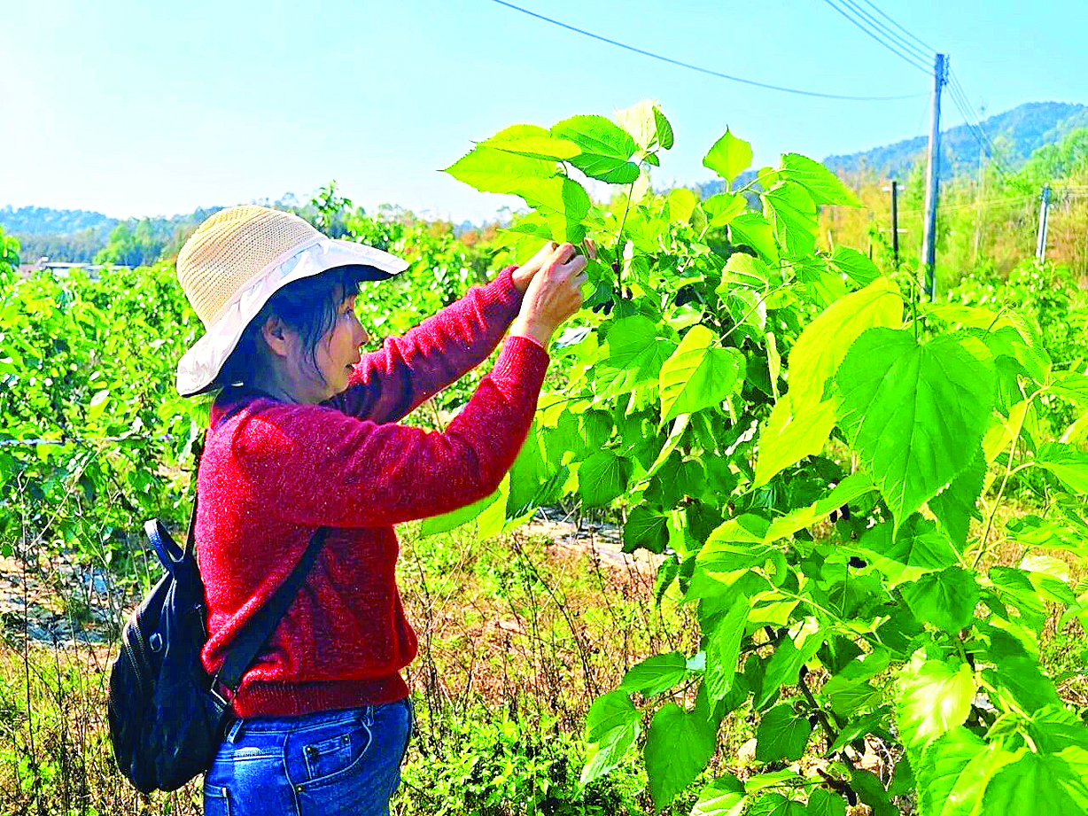     蓝田瑶族乡桑果种植示范基地内，游客沉浸式体验采摘乐趣。    本组图片 惠州日报记者黄宇翔 特约通讯员黄伟光 摄