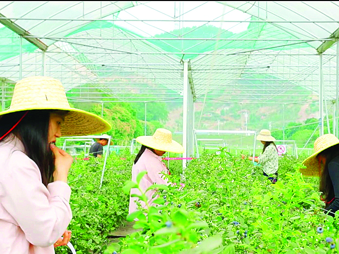     市民在蓝莓园采摘品尝。惠州日报记者黄昌荣 摄